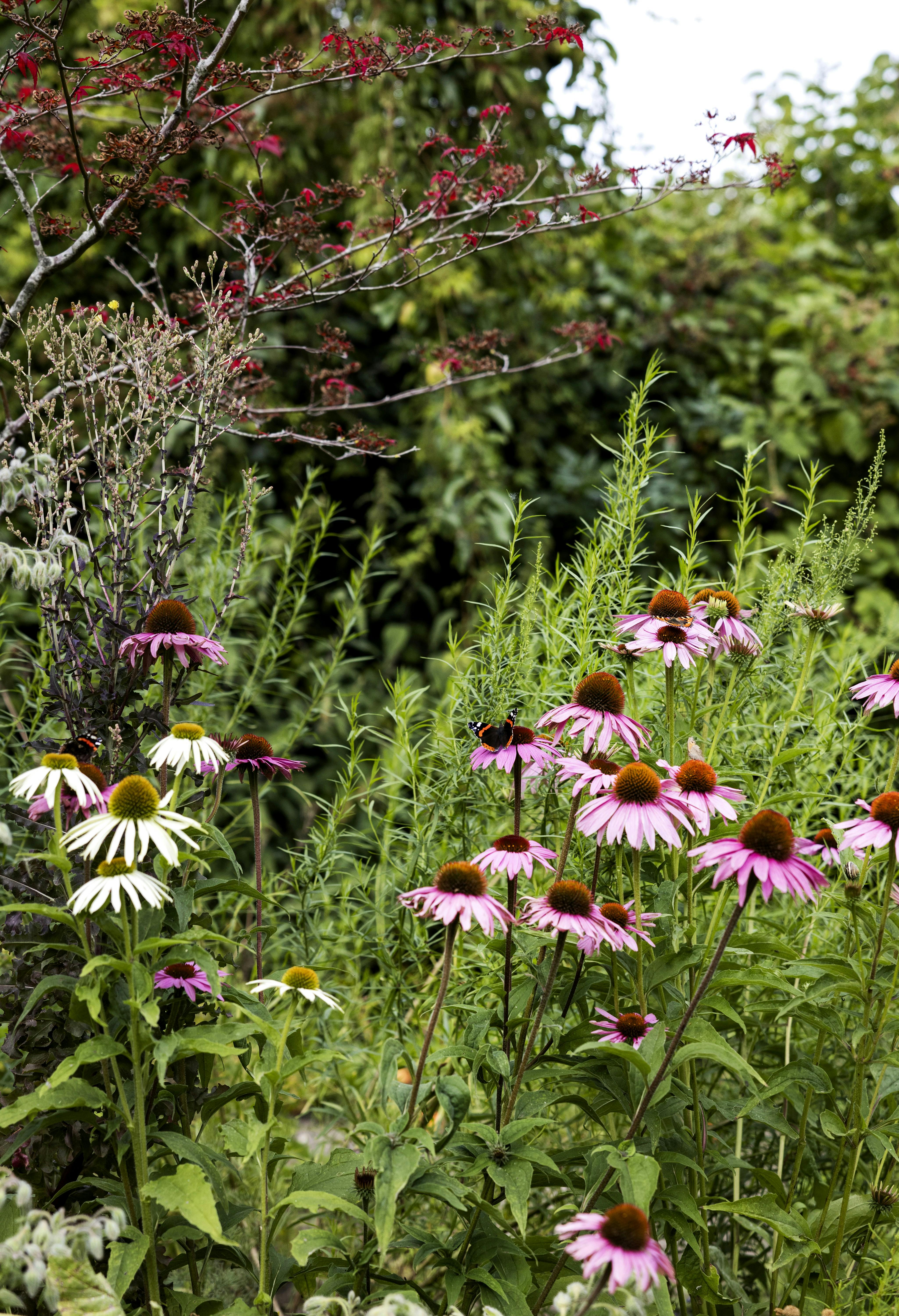 blomster 1