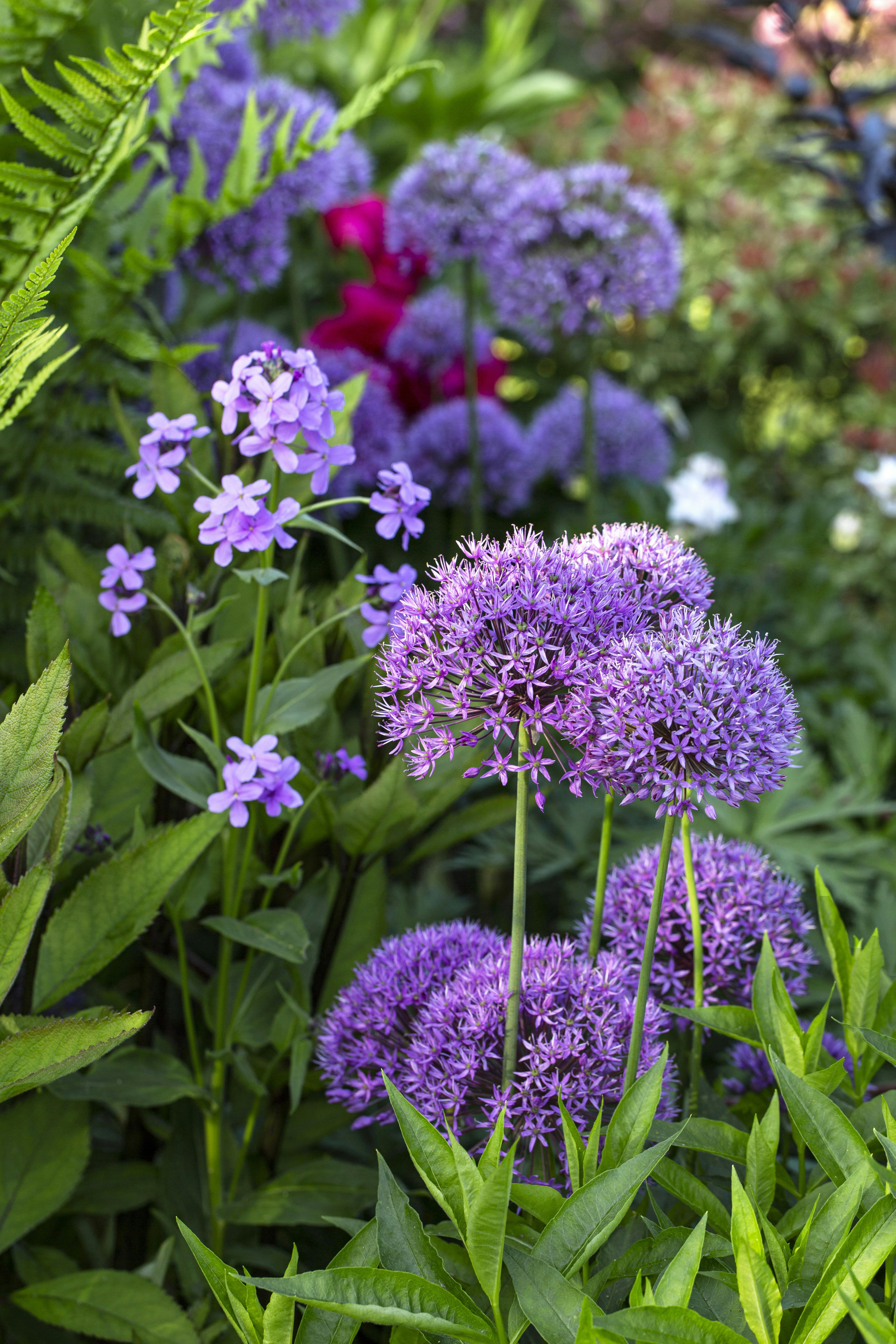 ALLIUM - SPISELIGE PRYDLØG.'Purple Sensation'