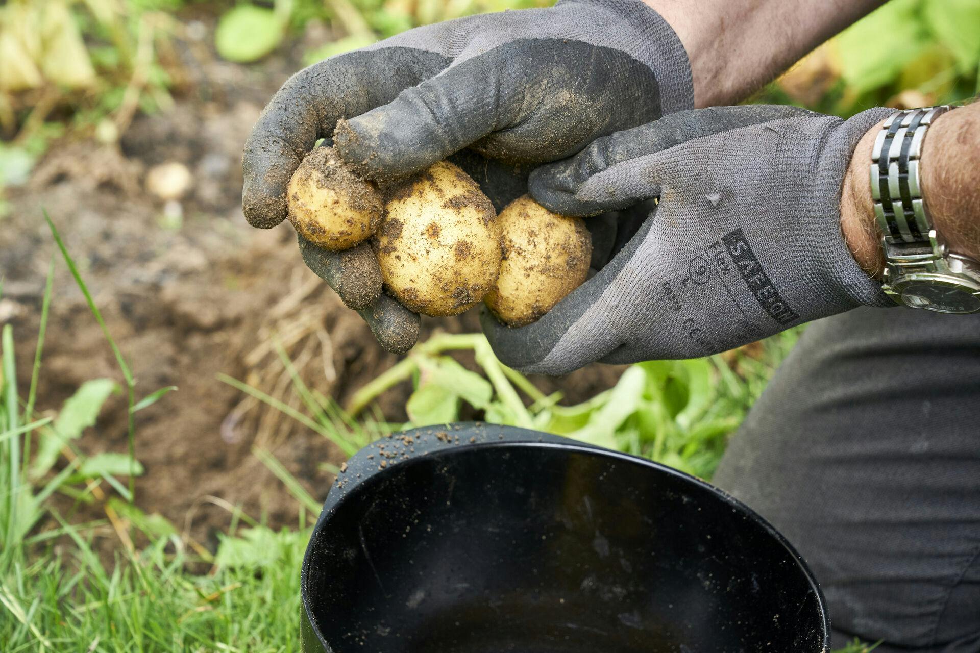 Danske kartofler - en truet del af den grønne hverdag.