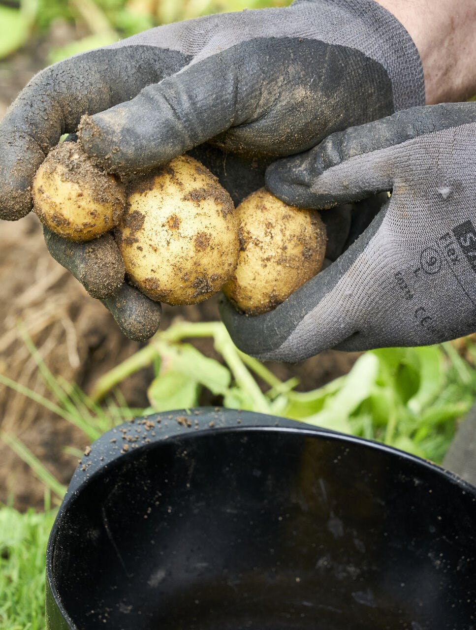 Danske kartofler - en truet del af den grønne hverdag.