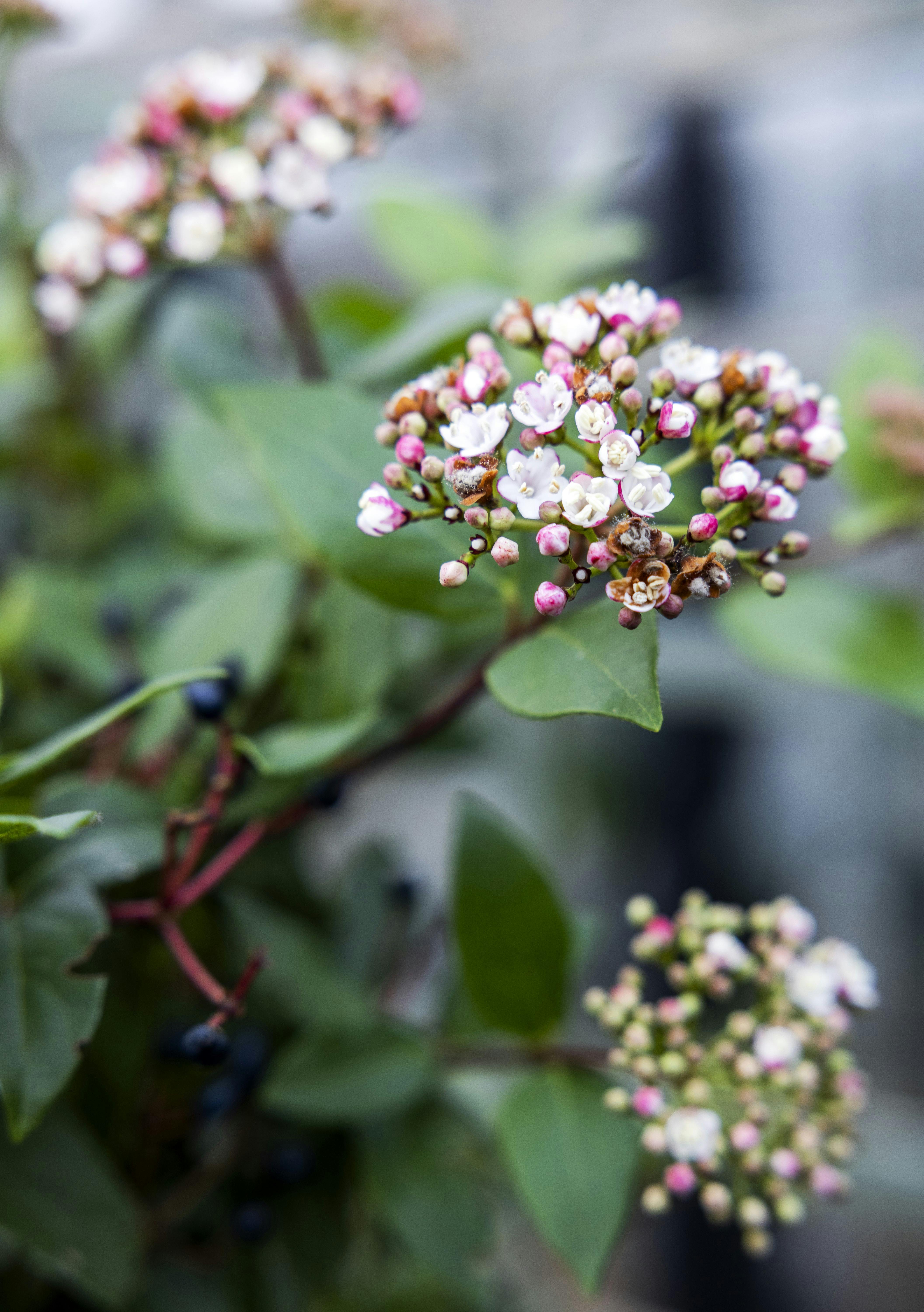 vinter have lyserød