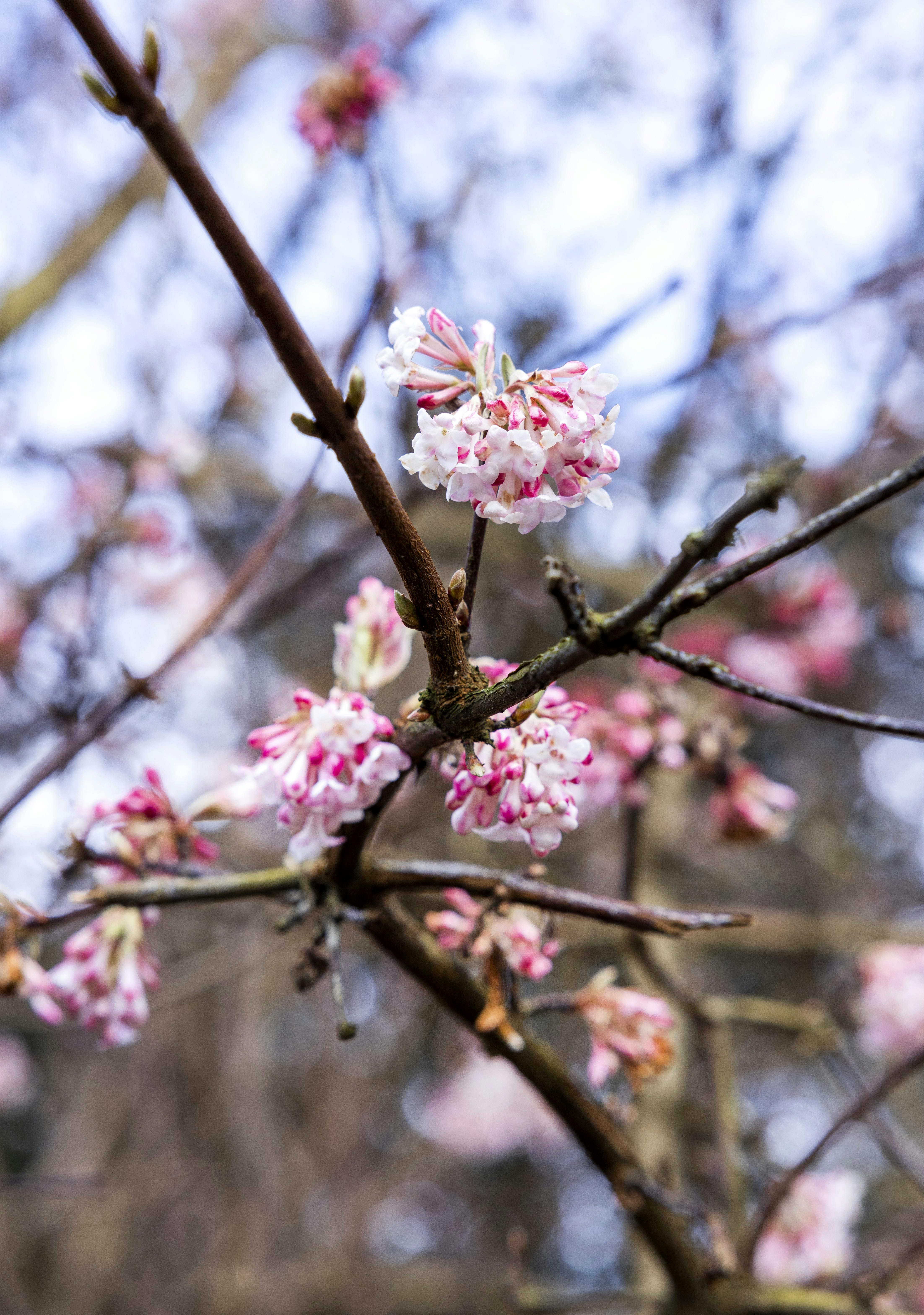 vinter have lyserød