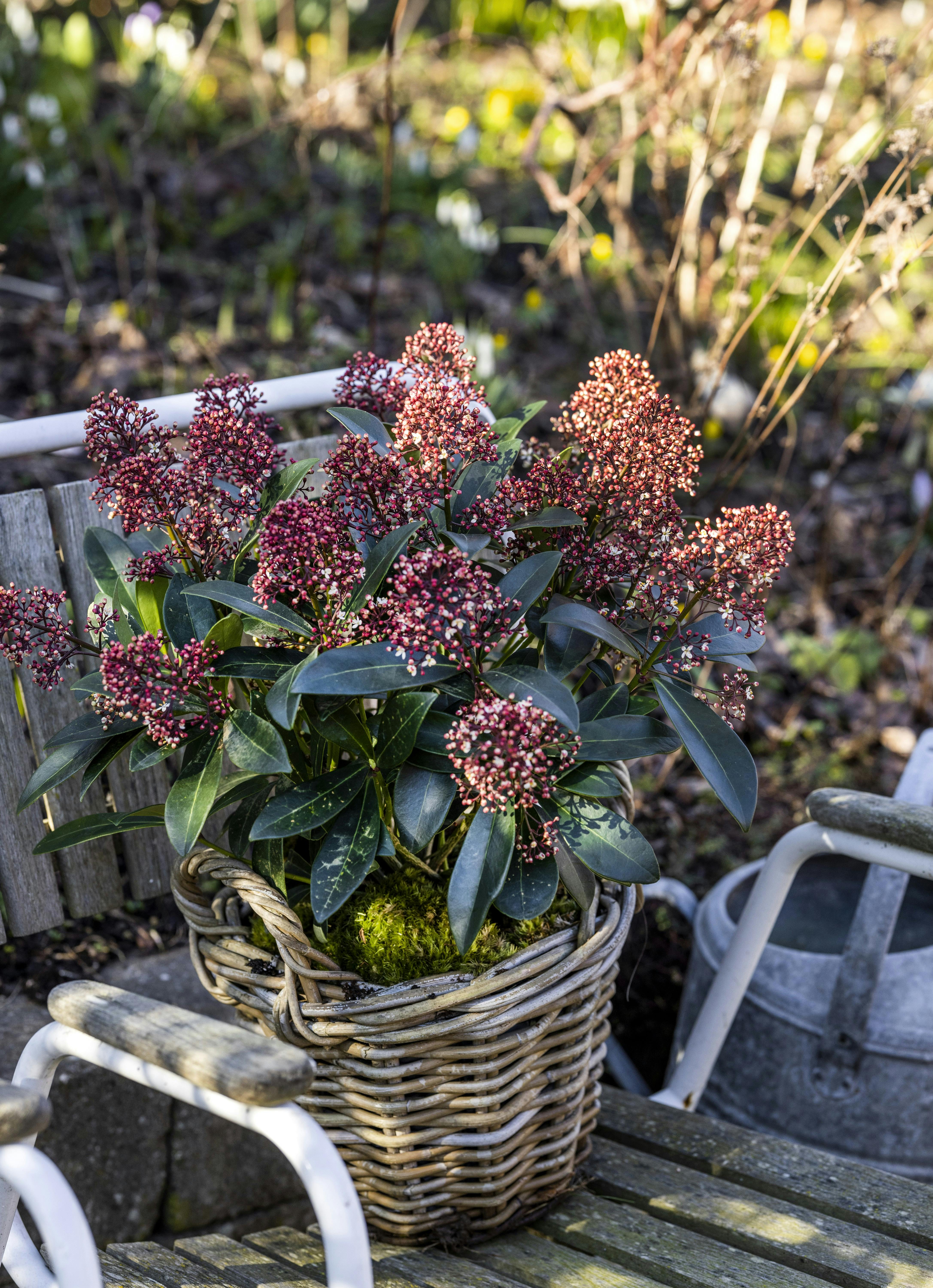 vinter have lyserød