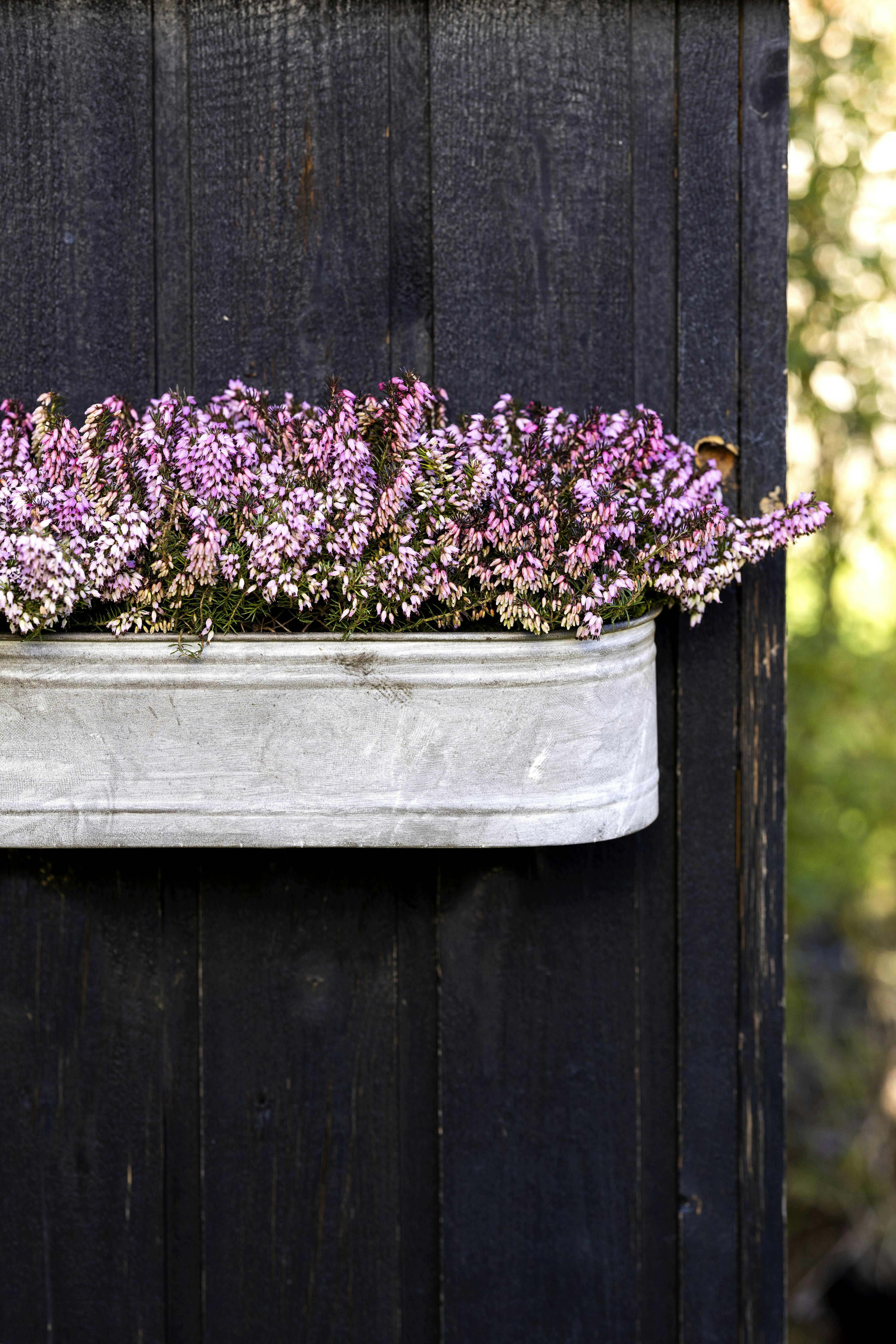 vinter have lyserød