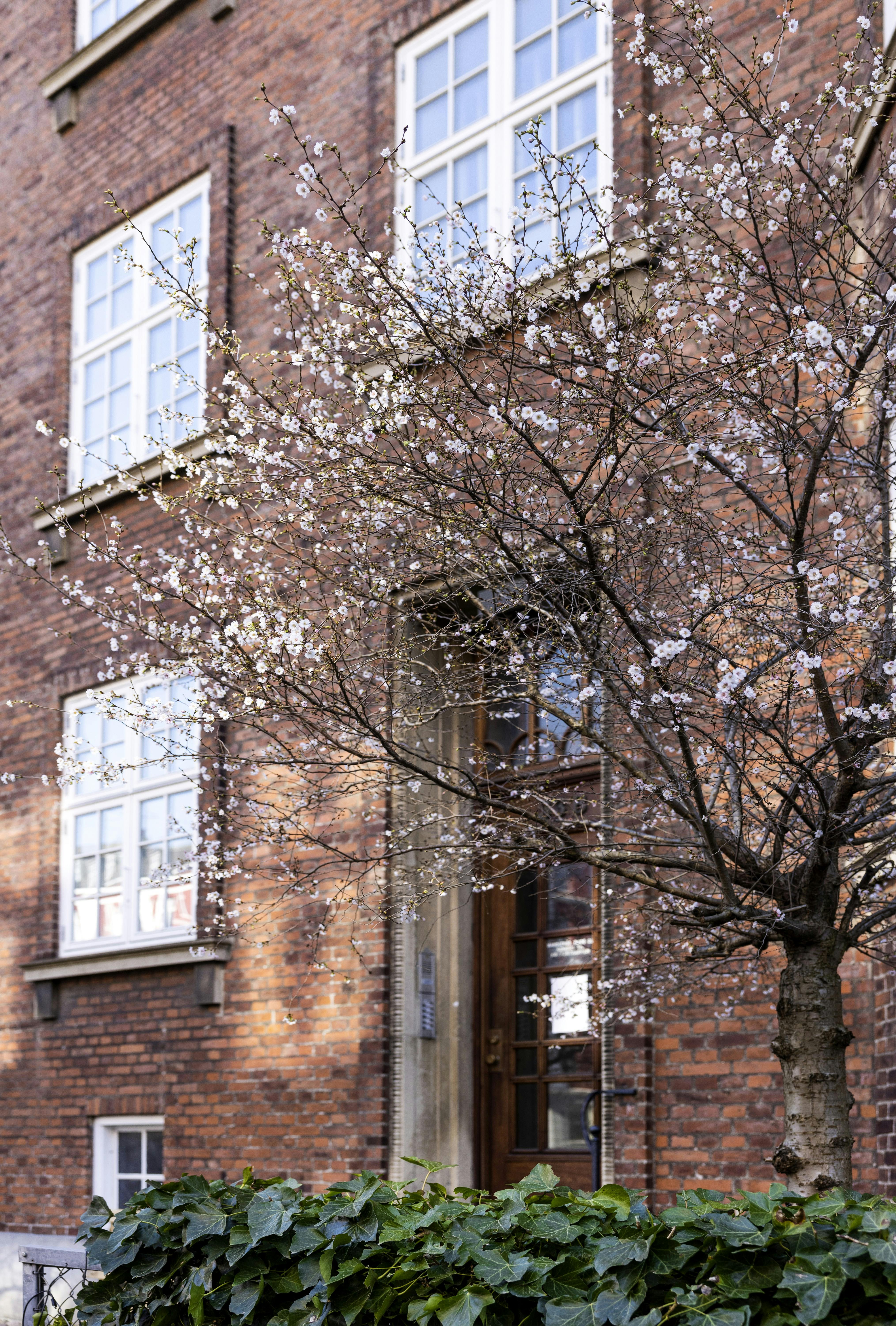 vinter have lyserød