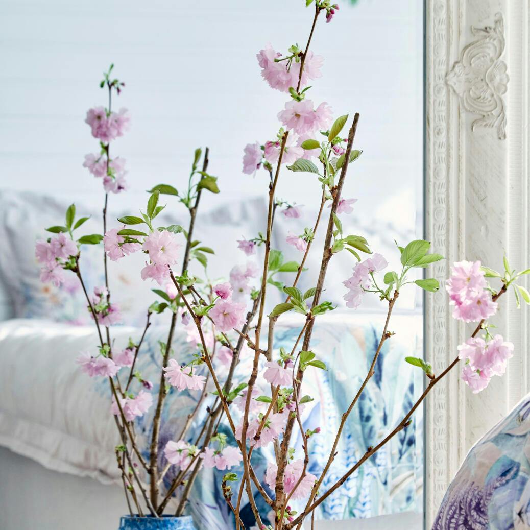 vinter have lyserød