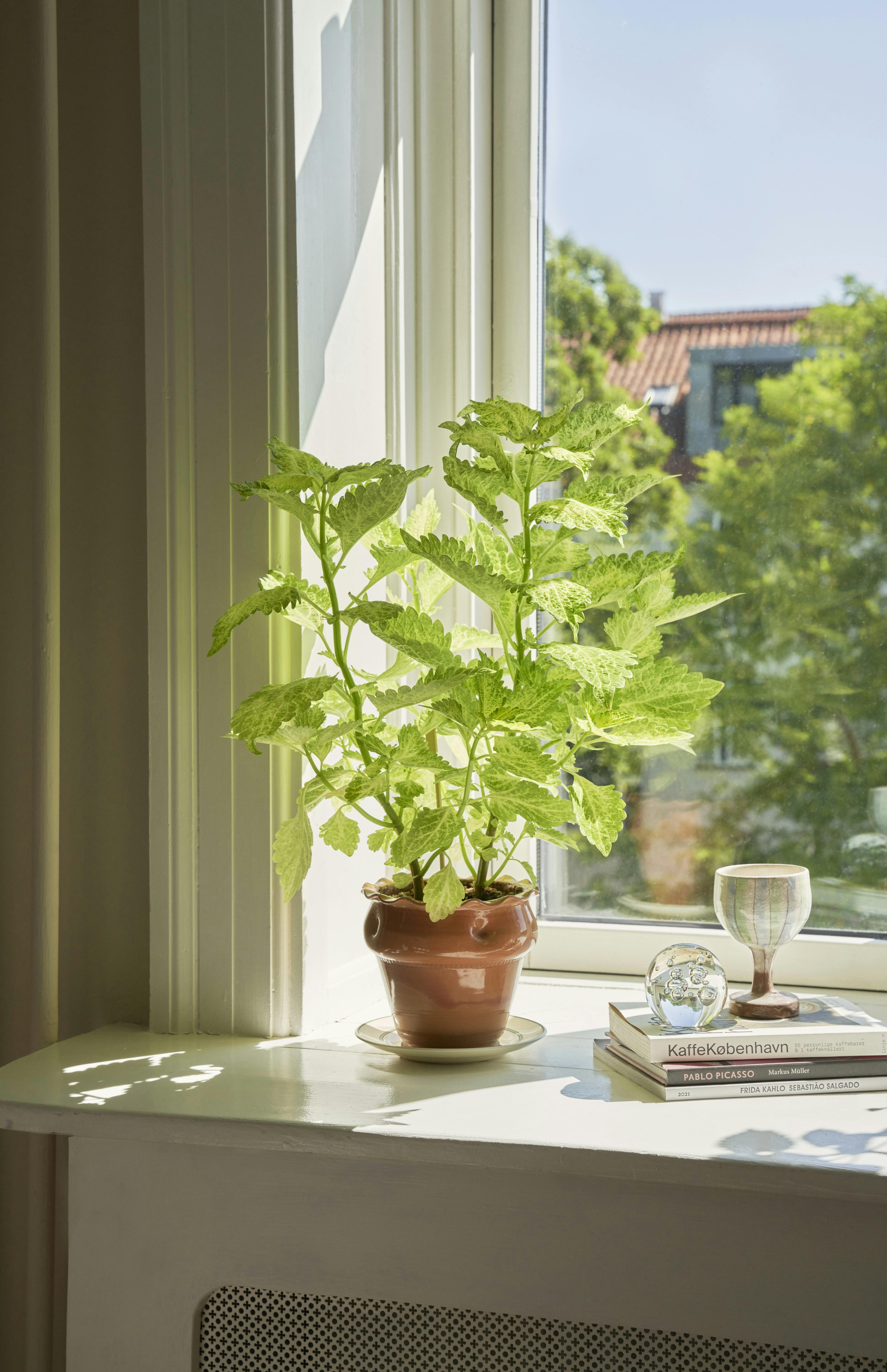Grønne hit til boligen