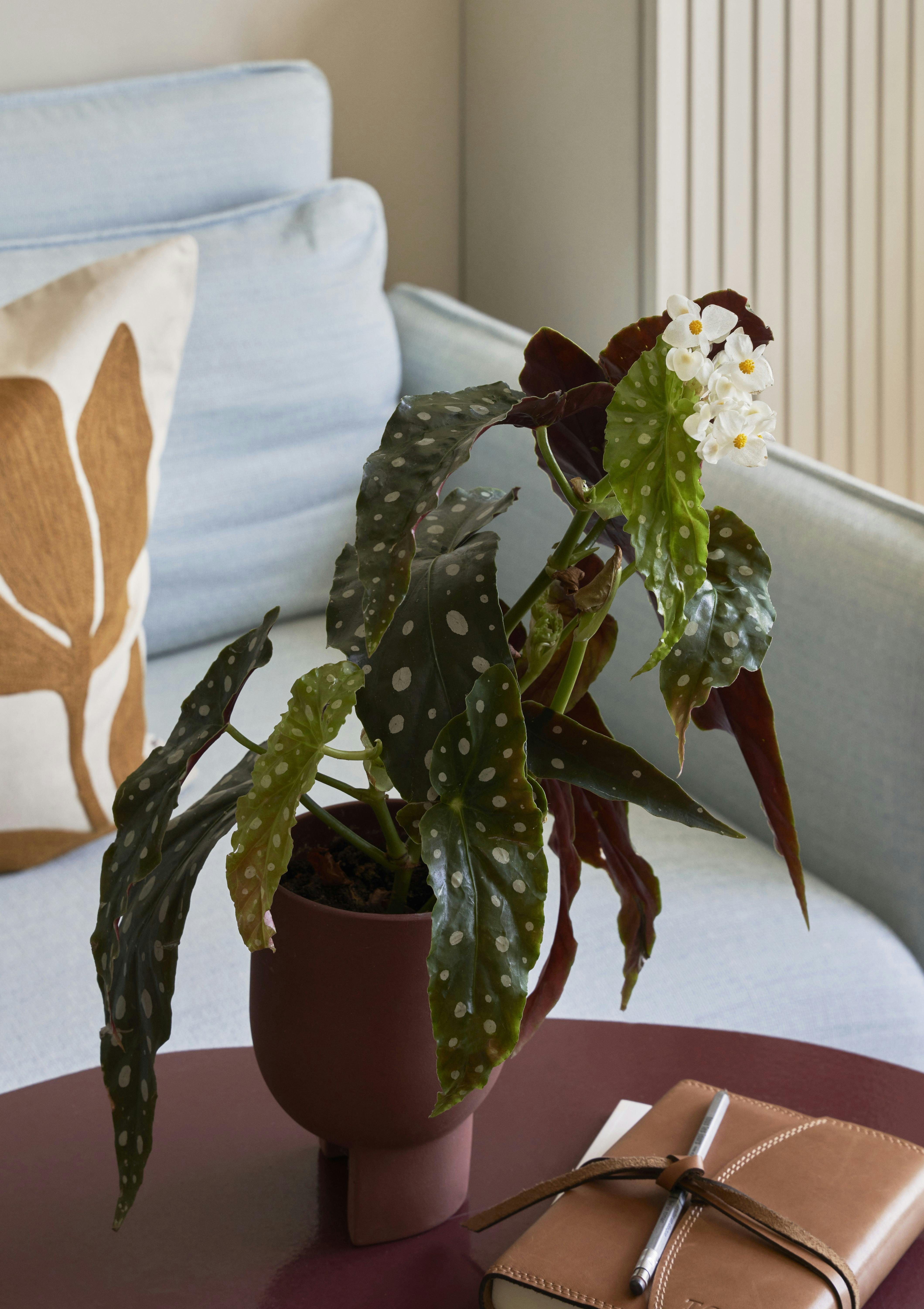 Grønne hit til boligen