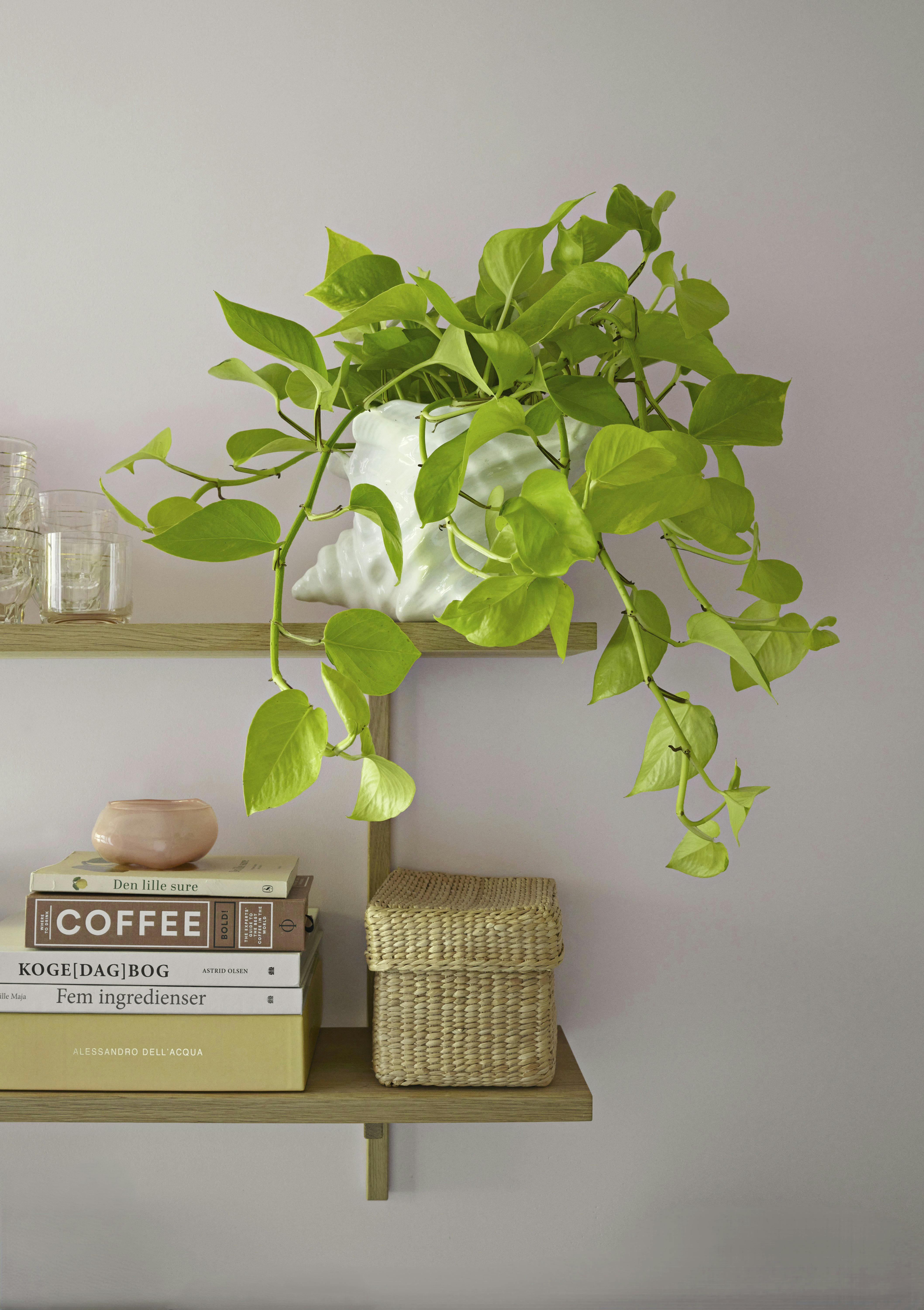 Grønne hit til boligen