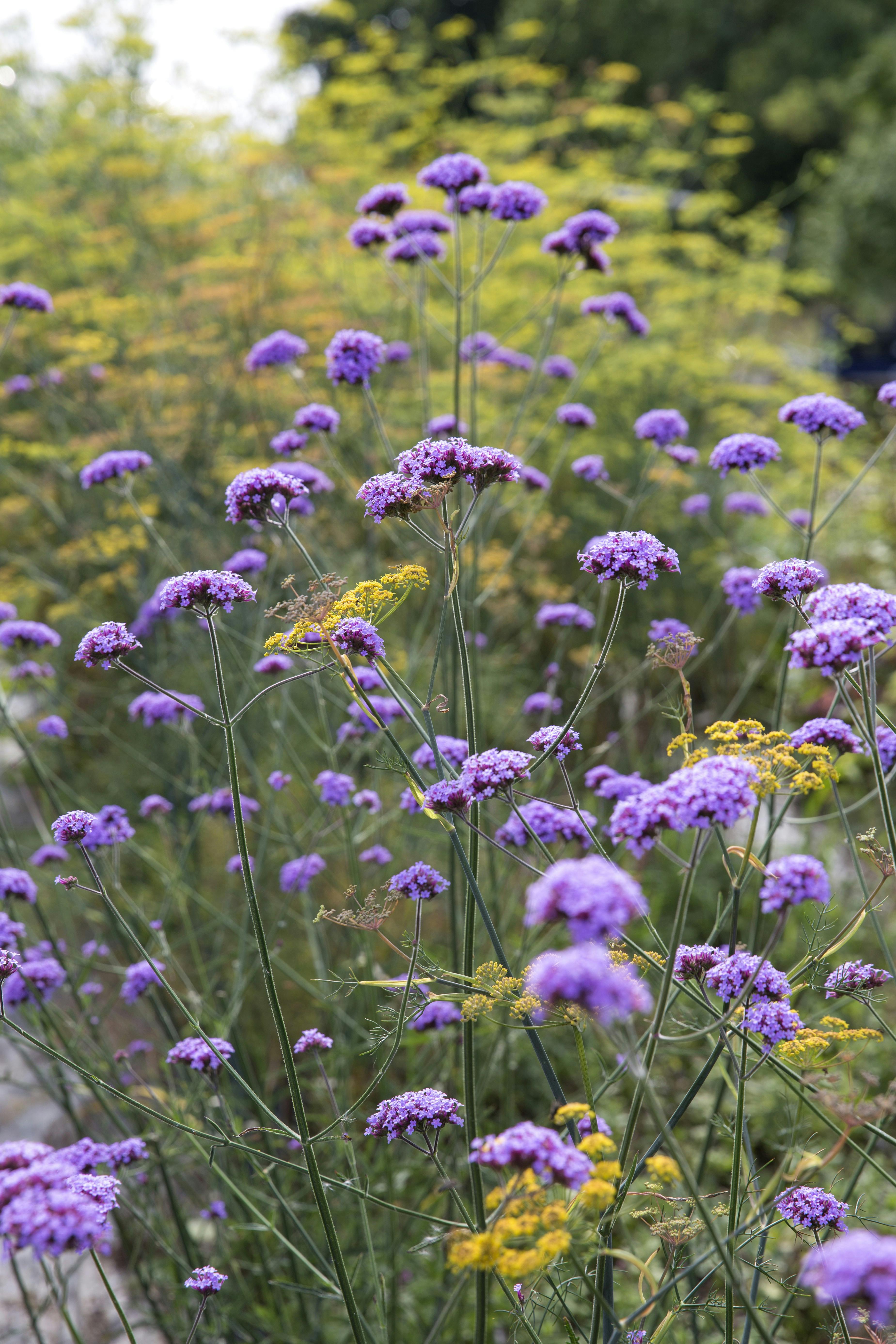 forspriring, så til sommeren allerede nu