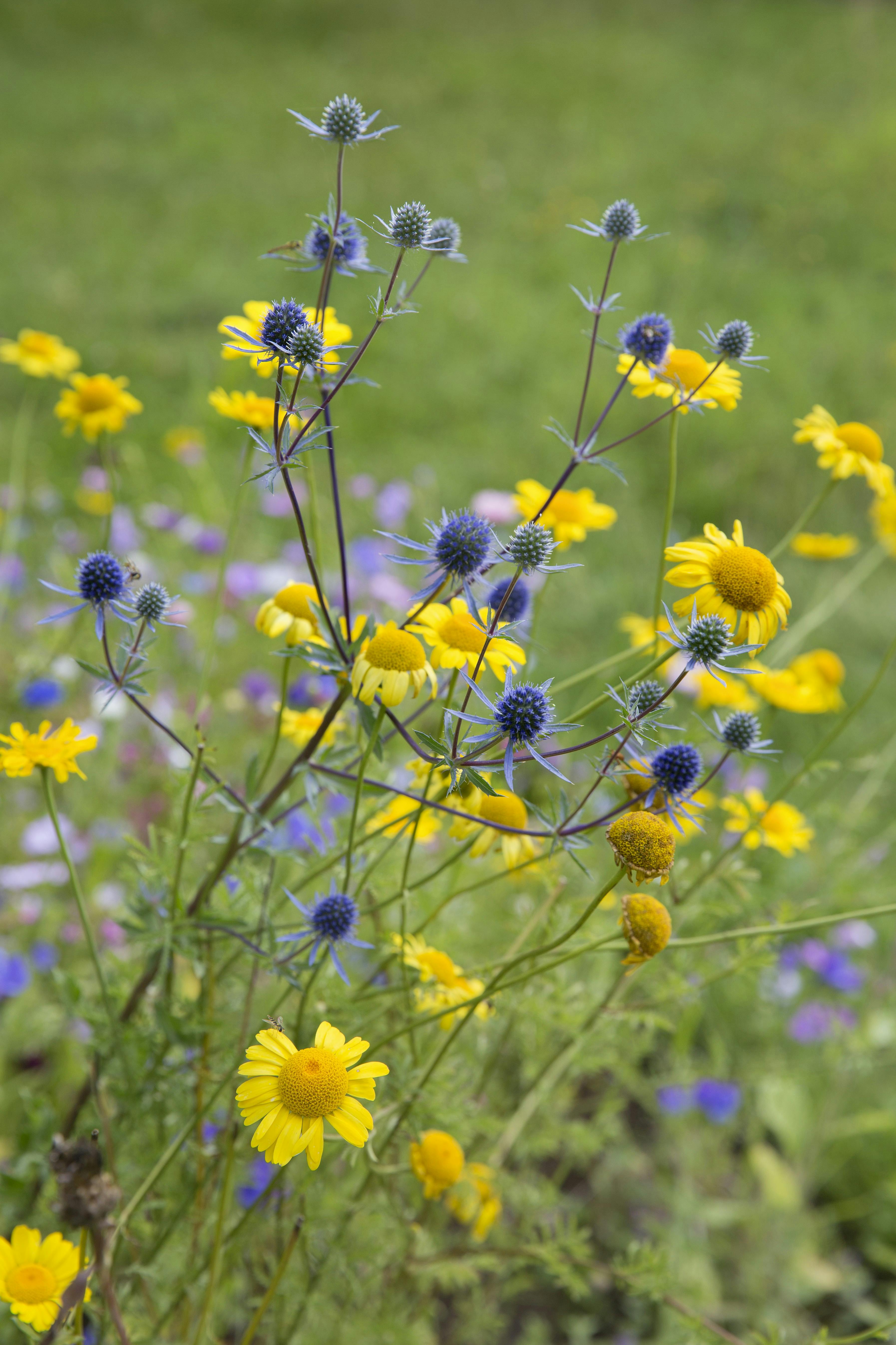 forspriring, så til sommeren allerede nu