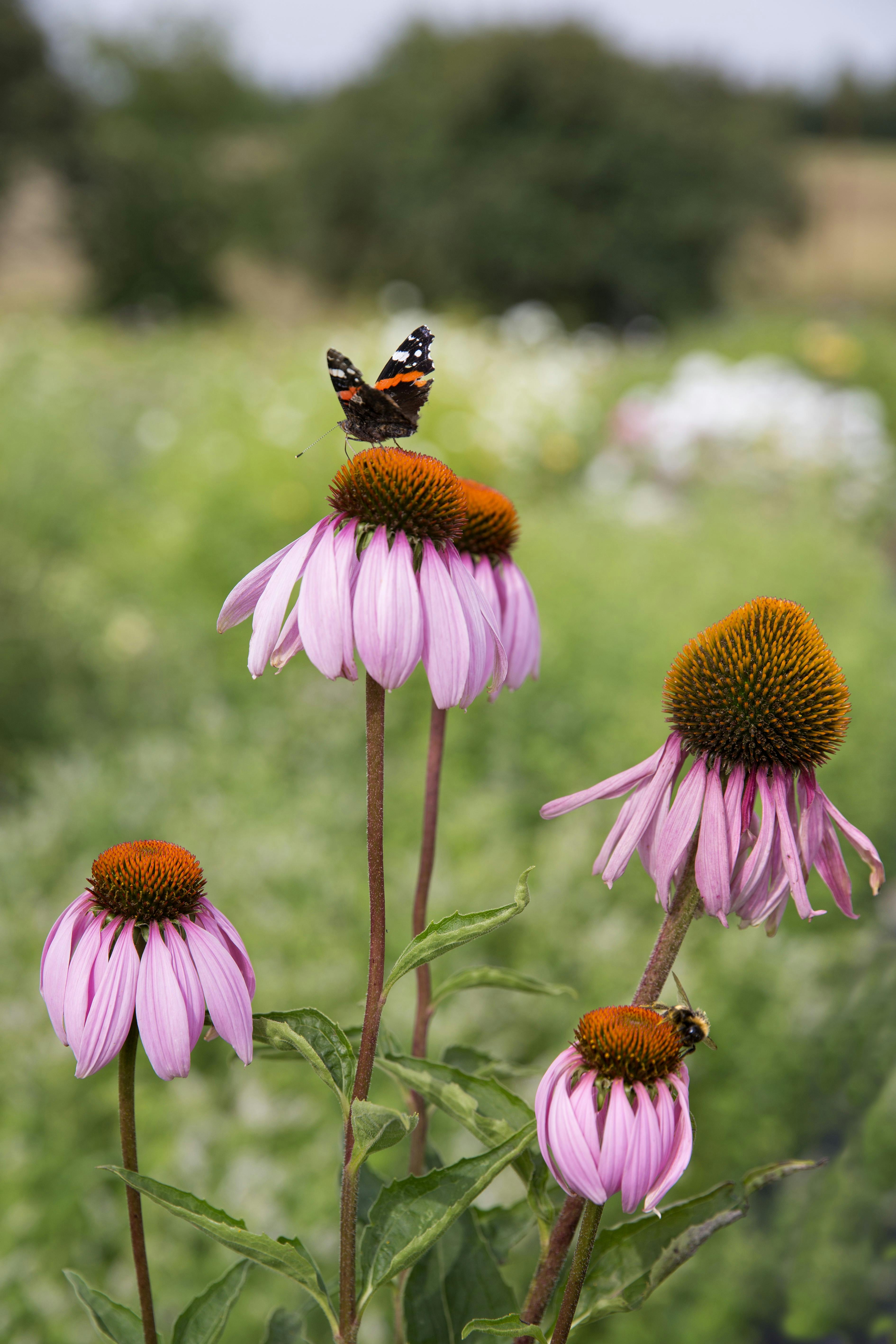 forspriring, så til sommeren allerede nu