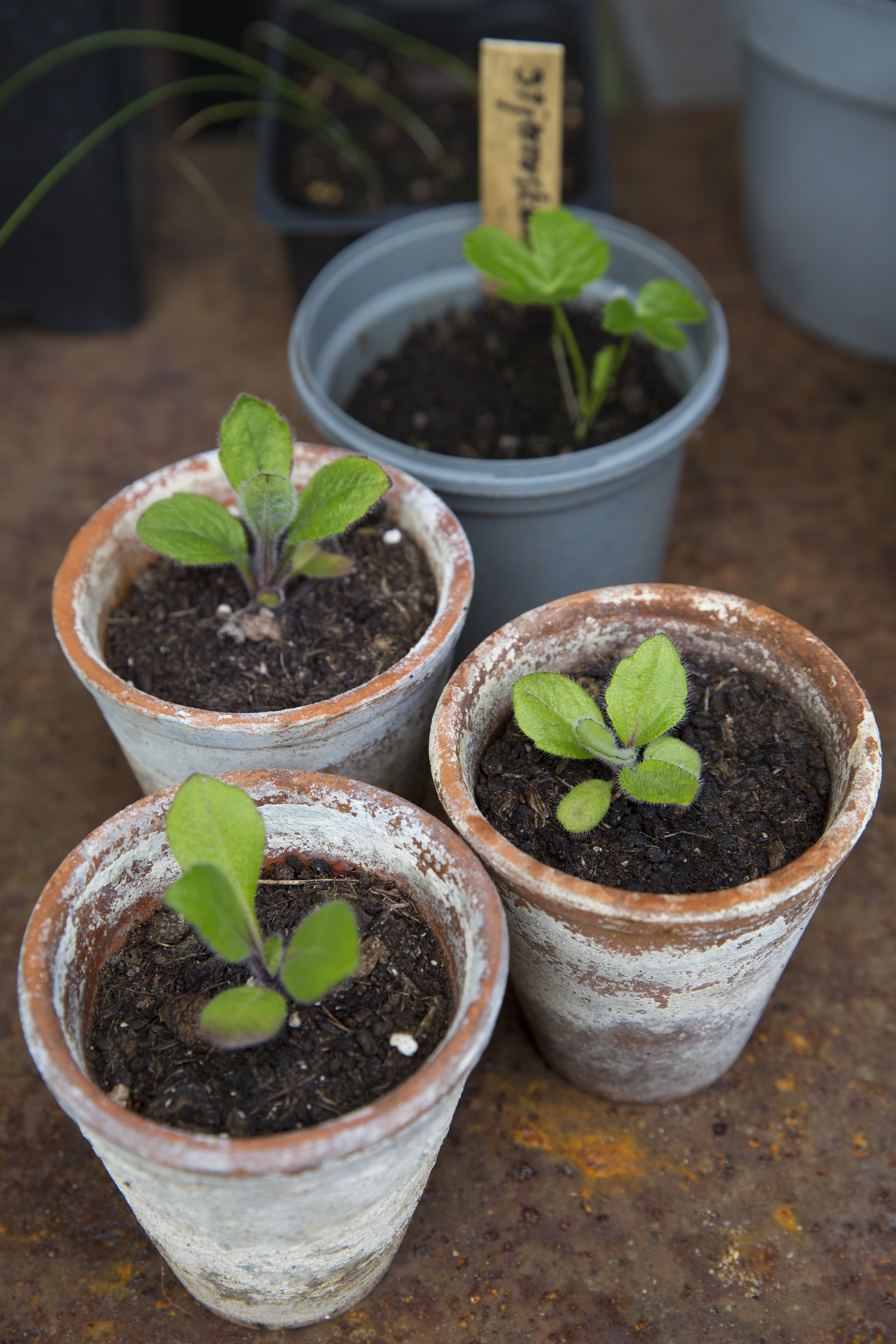 forspriring, så til sommeren allerede nu