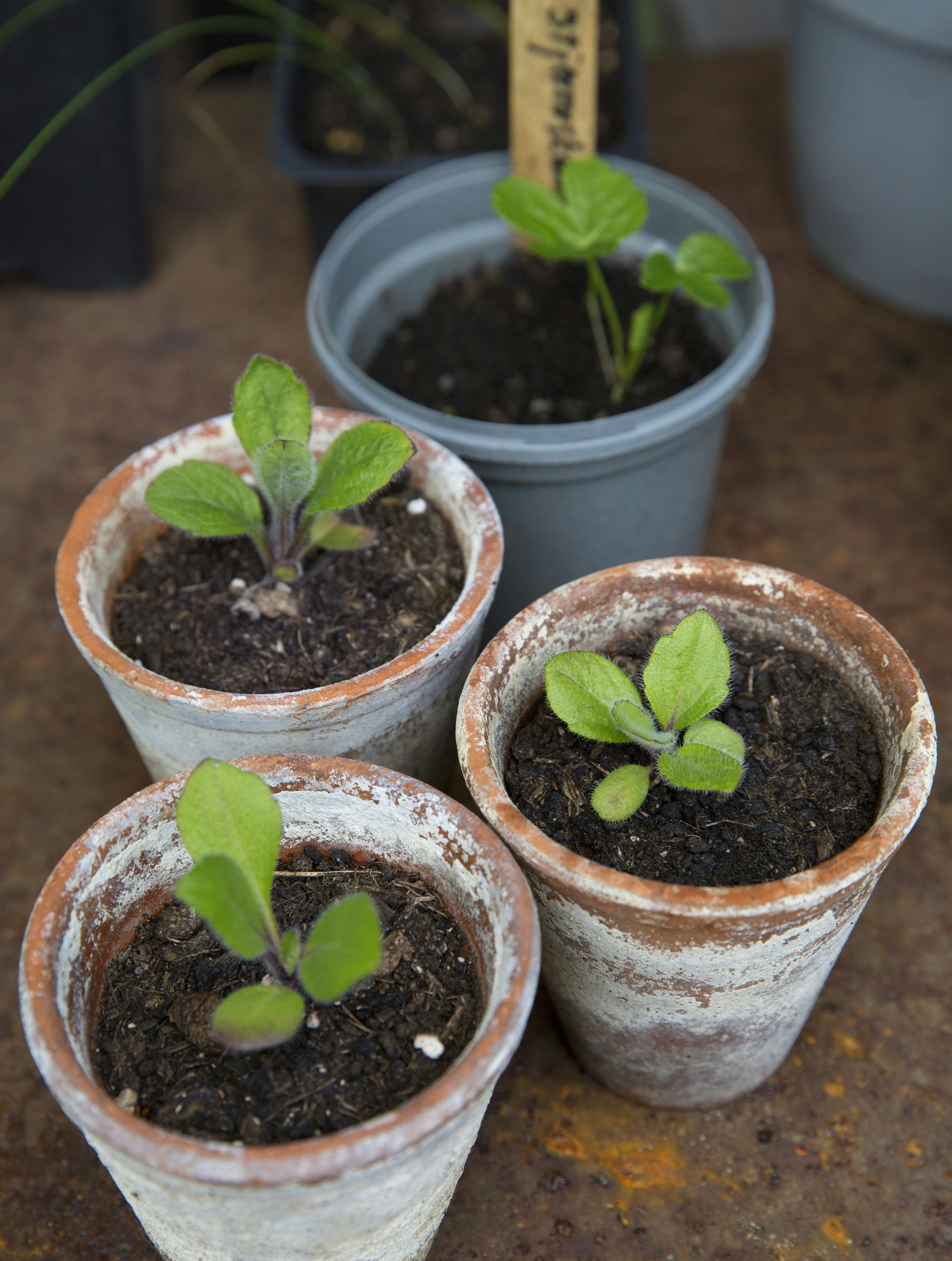 forspriring, så til sommeren allerede nu