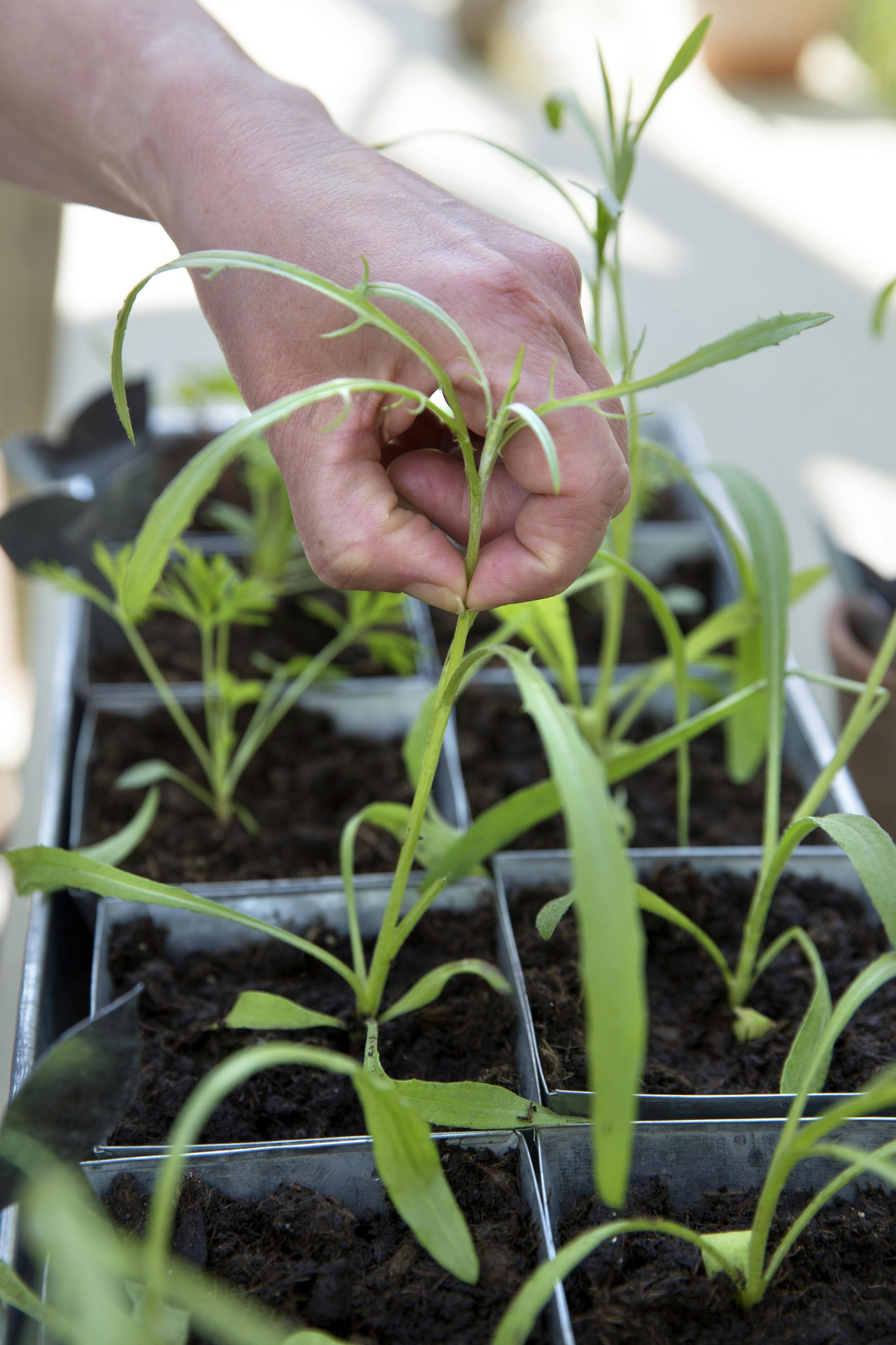 forspriring, så til sommeren allerede nu