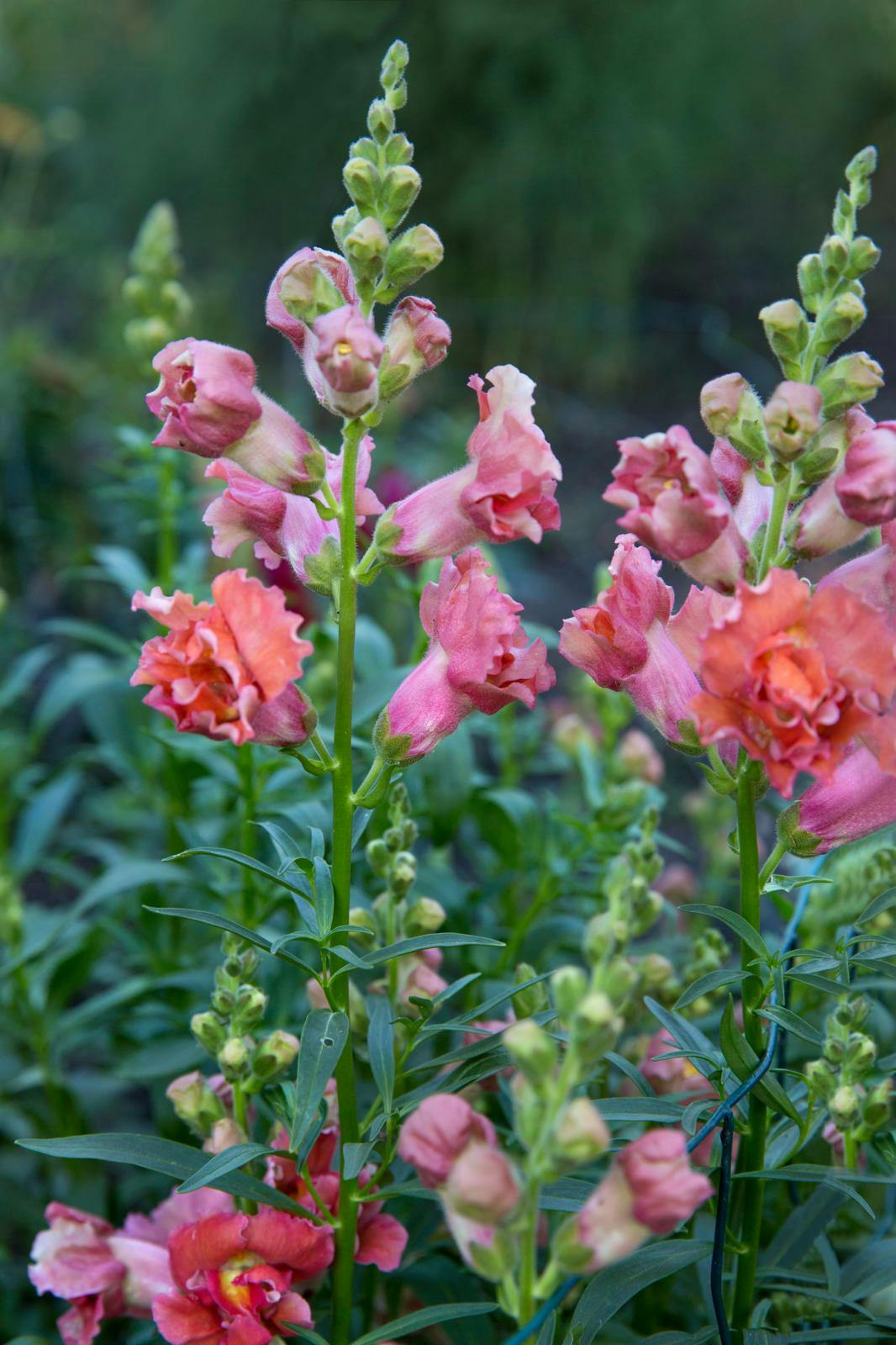 forspriring, så til sommeren allerede nu