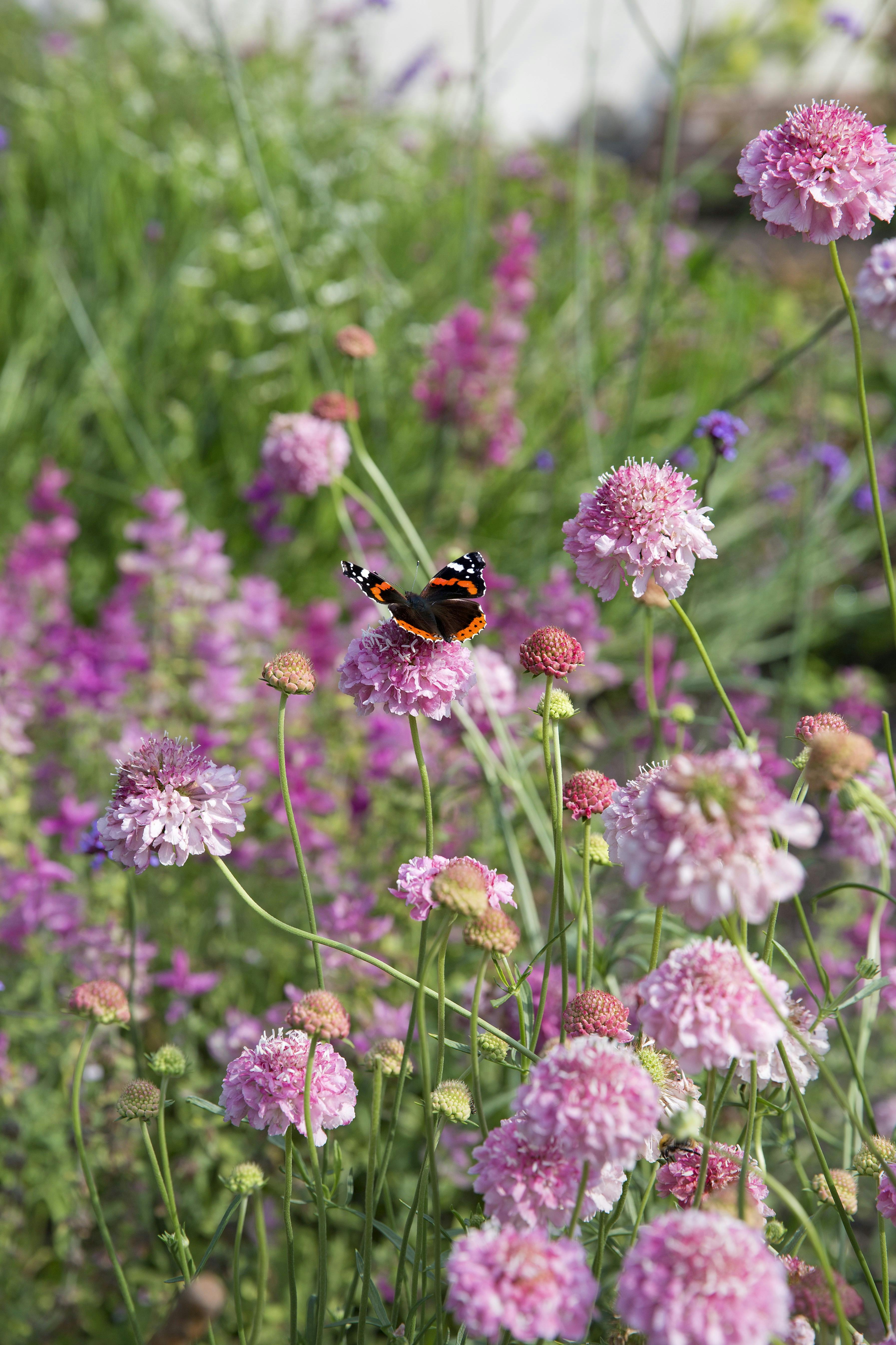 forspriring, så til sommeren allerede nu