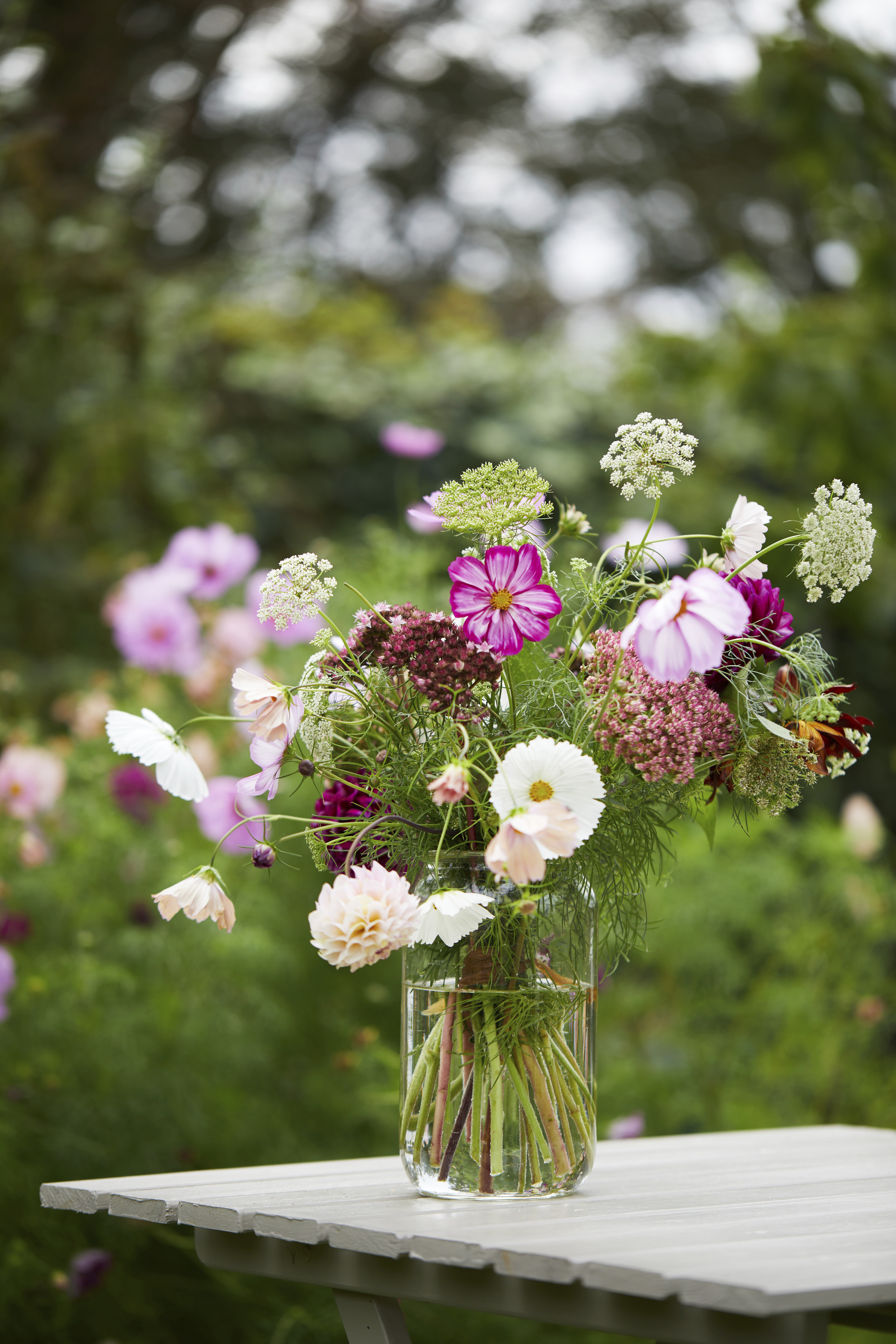 Stolt kavaler – nem og smuk sommerblomst til bede og vaser | Femina