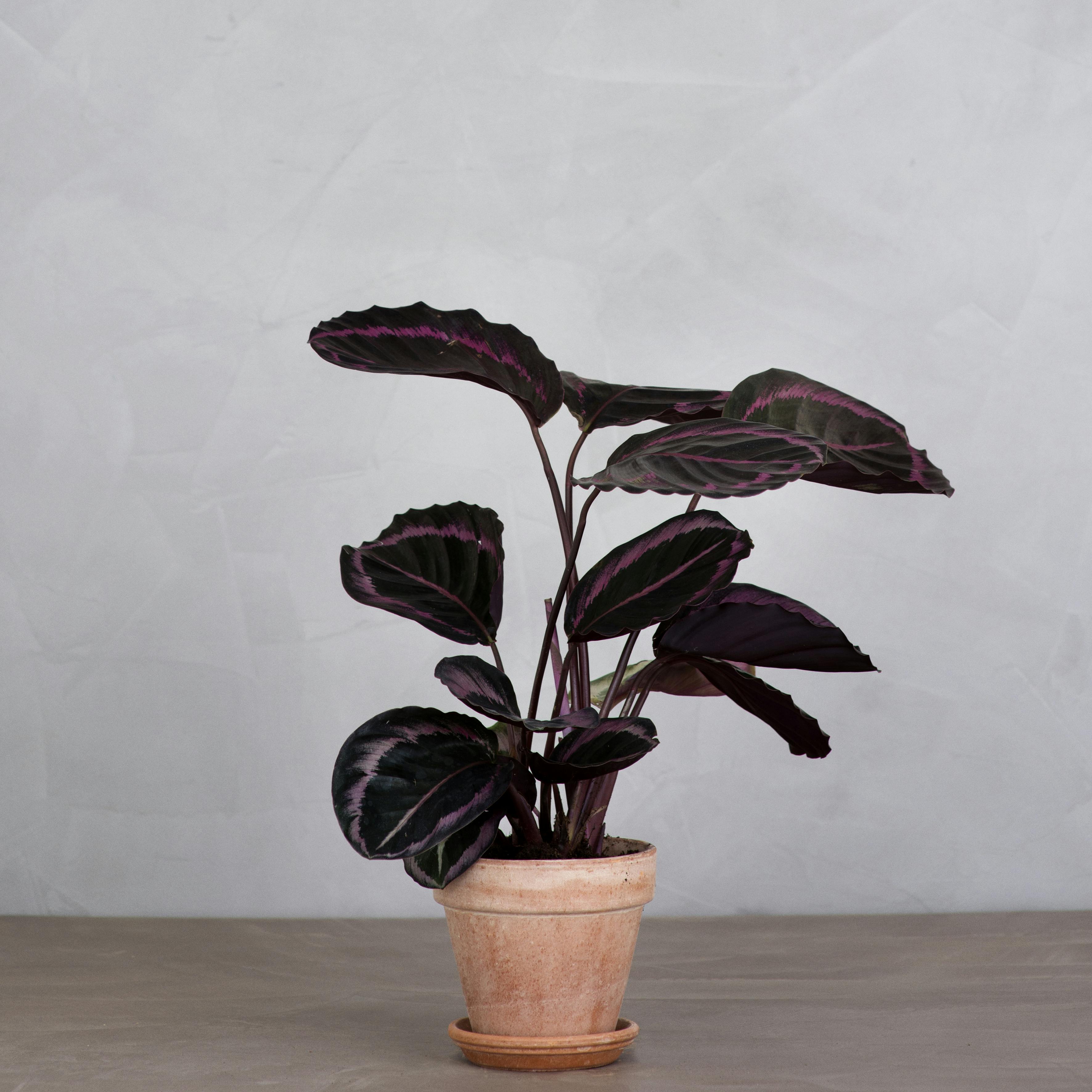 https://imgix.femina.dk/calathea.jpg