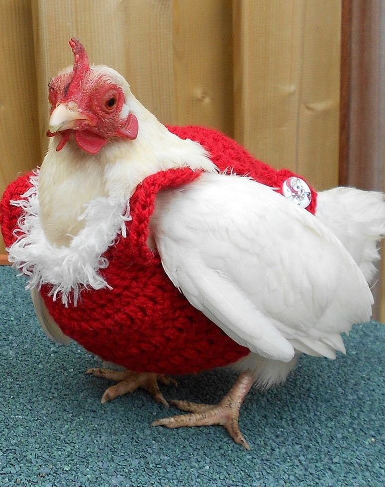 https://imgix.femina.dk/chicken-christmas-sweater-1576087987.jpg