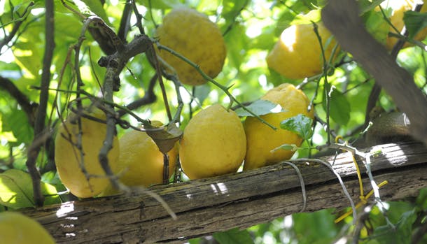 Amalfi er kendt for sine fantastiske citronlunde