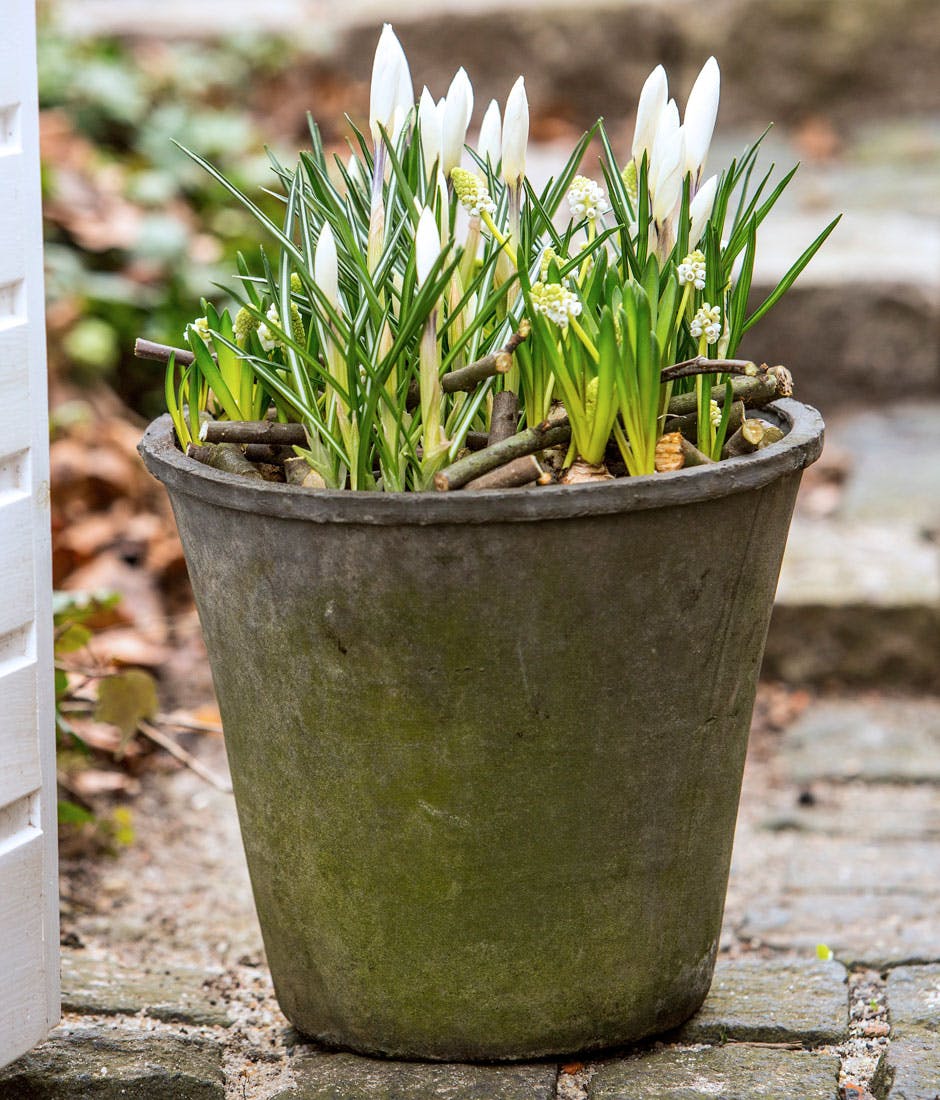 https://imgix.femina.dk/foraarsblomster-3-krokus.jpg