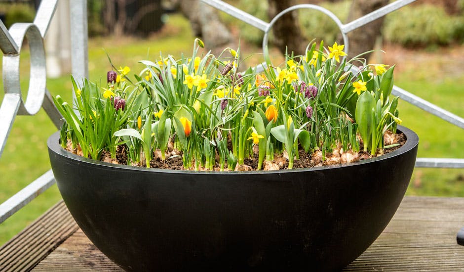 https://imgix.femina.dk/foraarsblomster-7-loegplanter.jpg