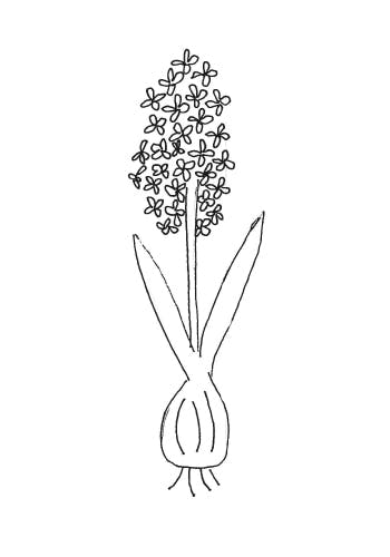 https://imgix.femina.dk/hyacint.jpg