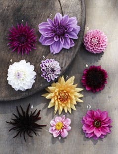 Dahlia