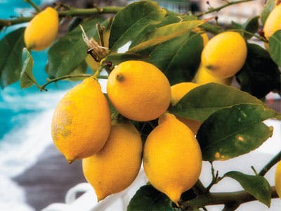 Citroner på træ