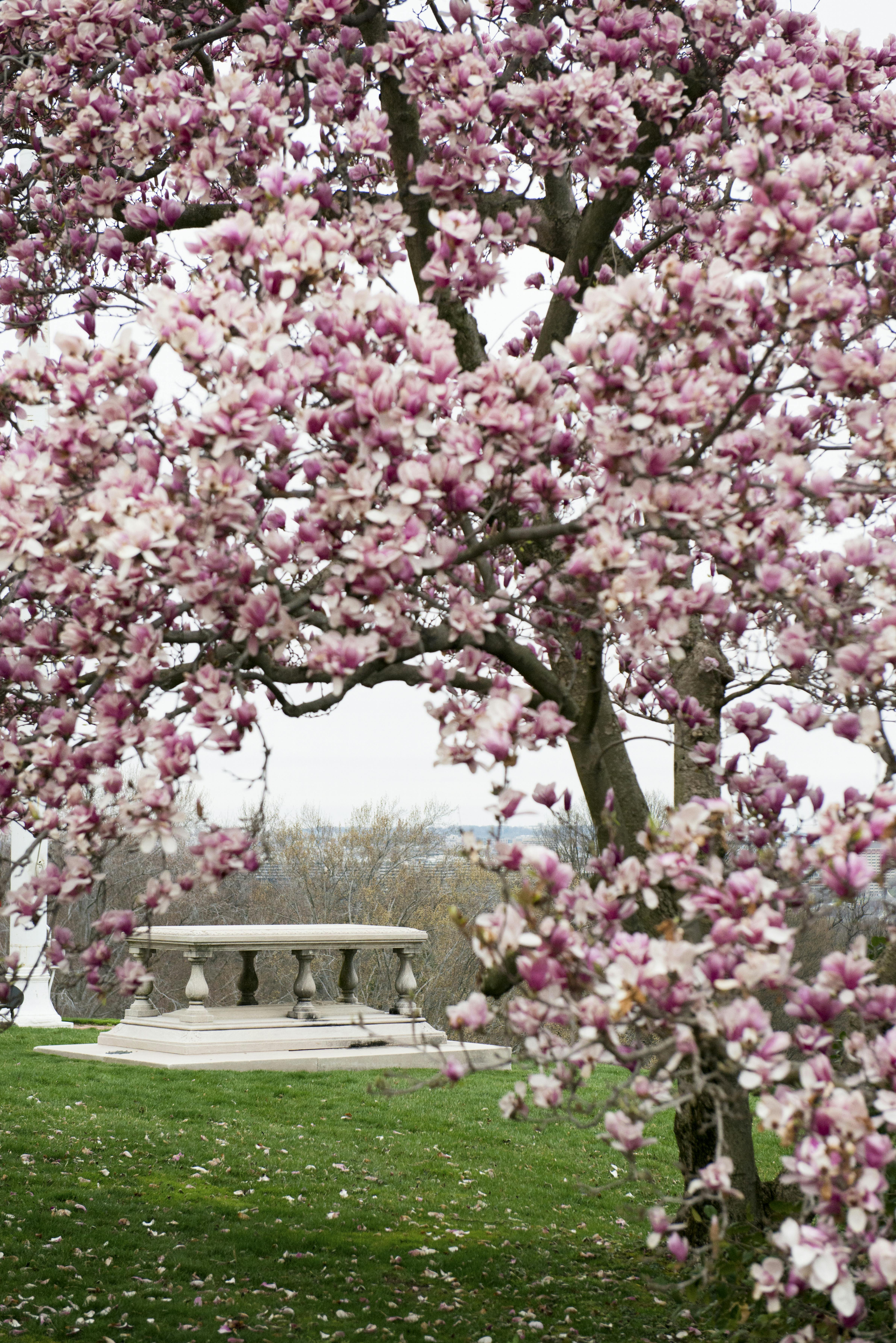 https://imgix.femina.dk/madogbolig/arlington_national_cemetery_u.s.jpg