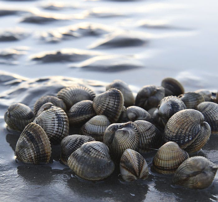 Fanøs smukke natur og gastronomi