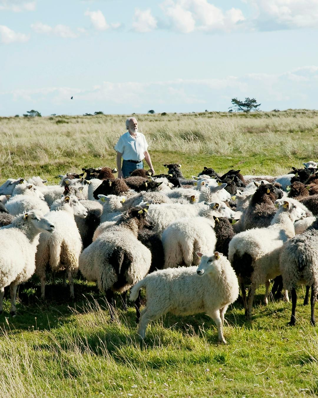 Læsø