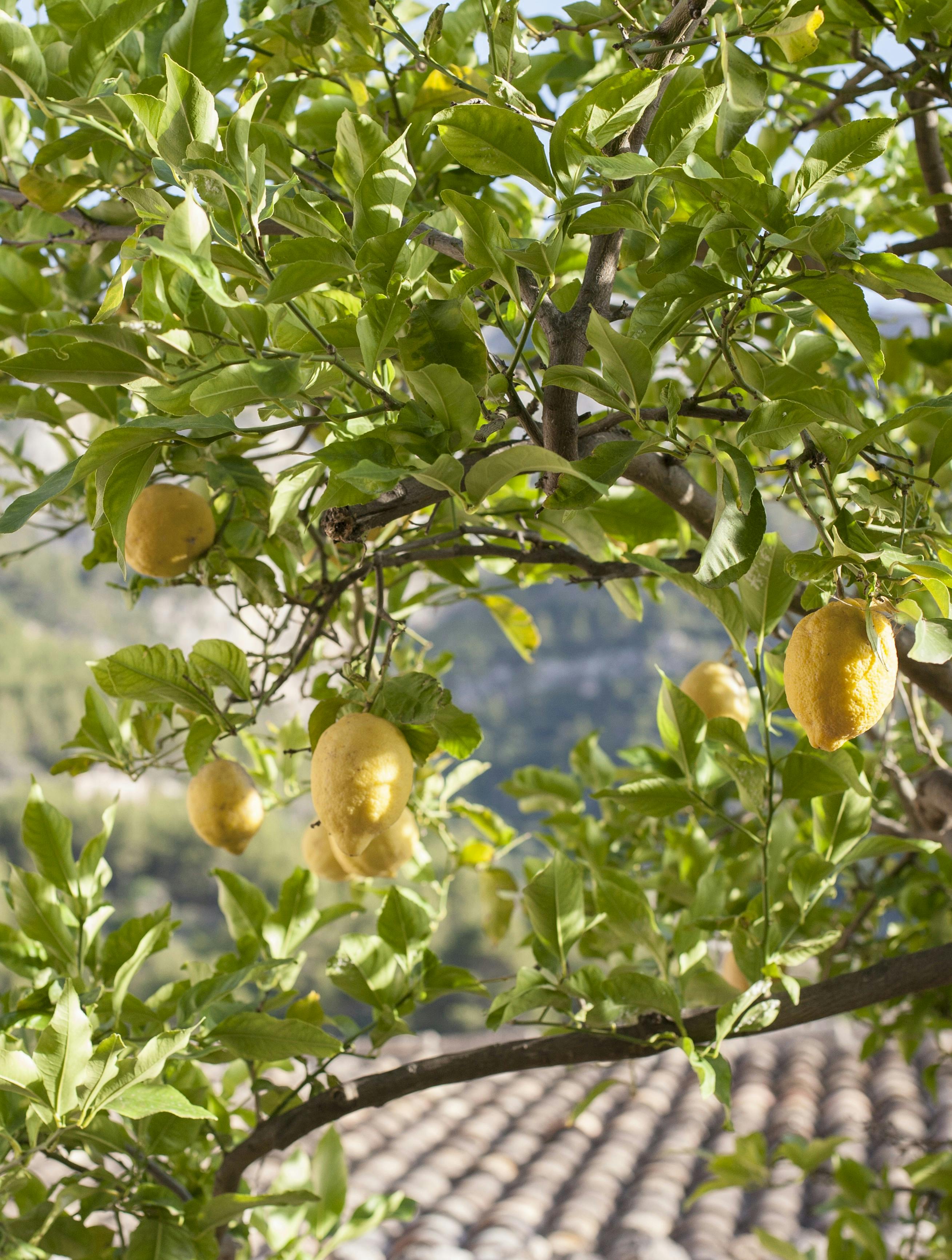 mallorca