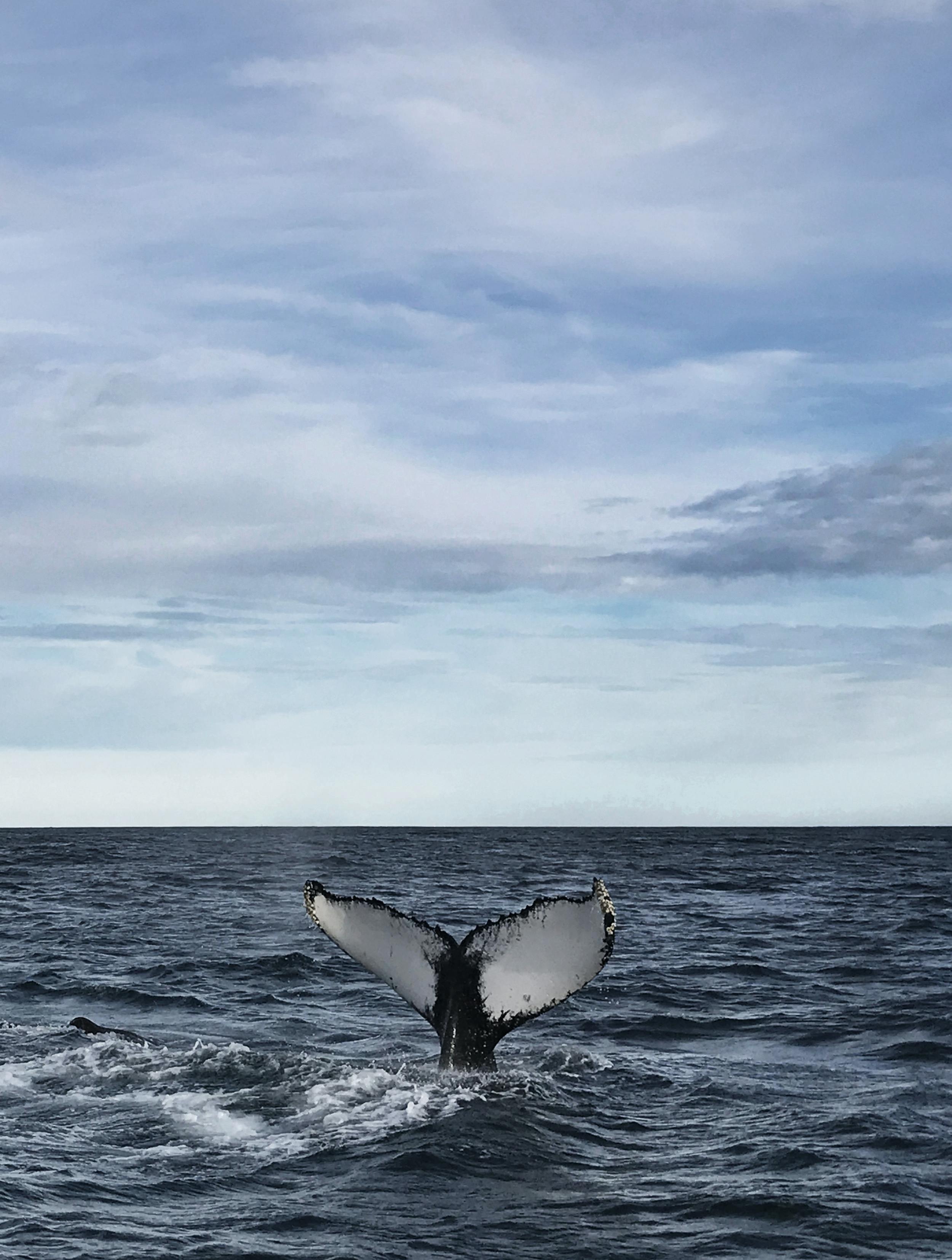 Halefinne fra hval, island