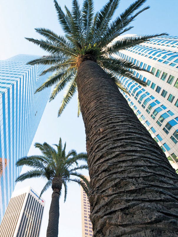 Rejseguide til Los Angeles