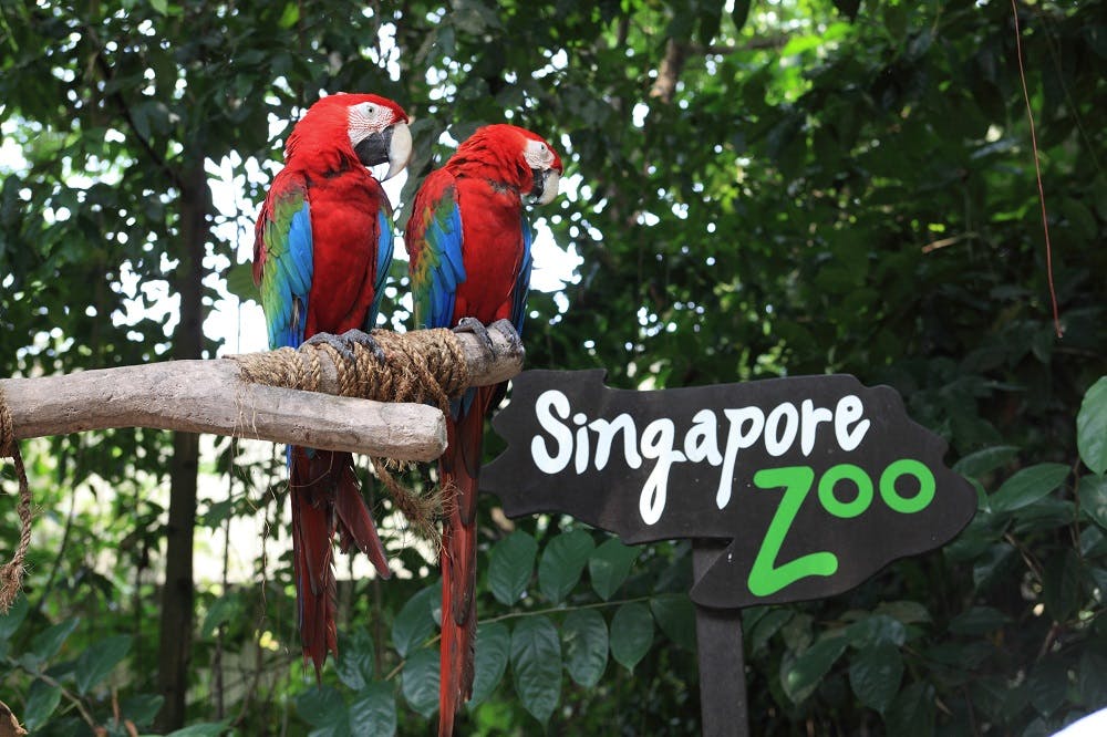 https://imgix.femina.dk/madogbolig/singapore-zoo.jpg