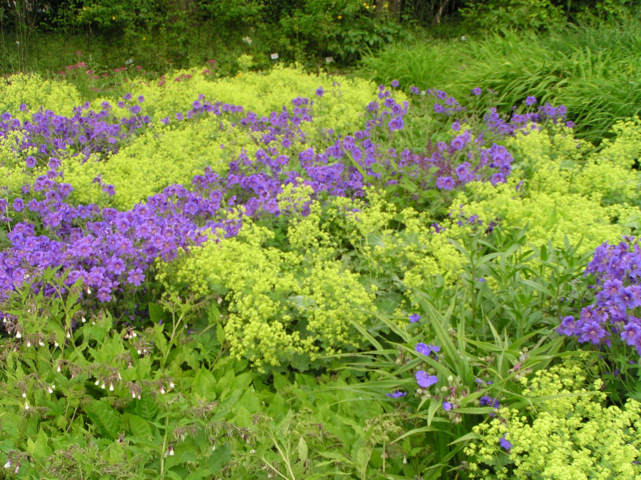 Blomster i skyggen