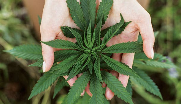 Cannabis-plante i hænder - medicinsk cannabis