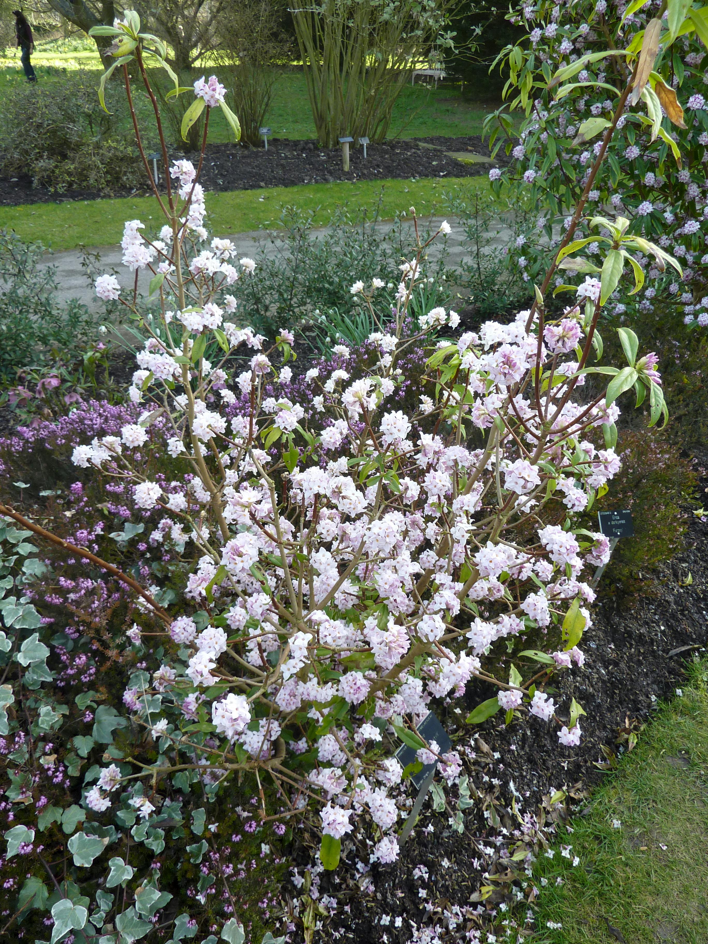 Vinterblomstrende buske