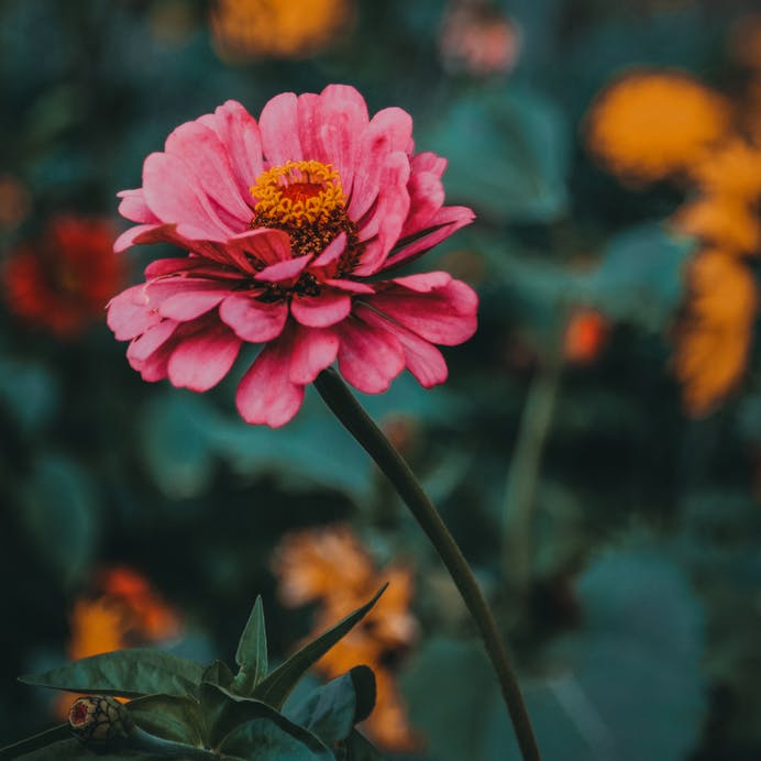 https://imgix.femina.dk/media/article/endometriose.png