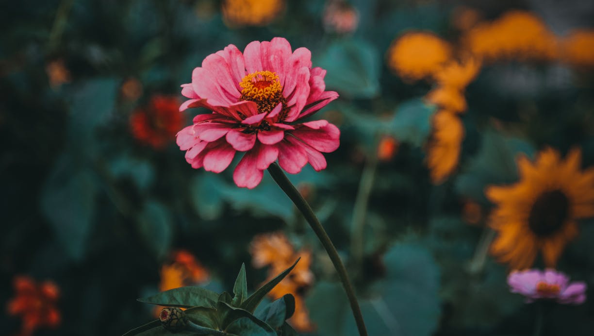https://imgix.femina.dk/media/article/endometriose.png