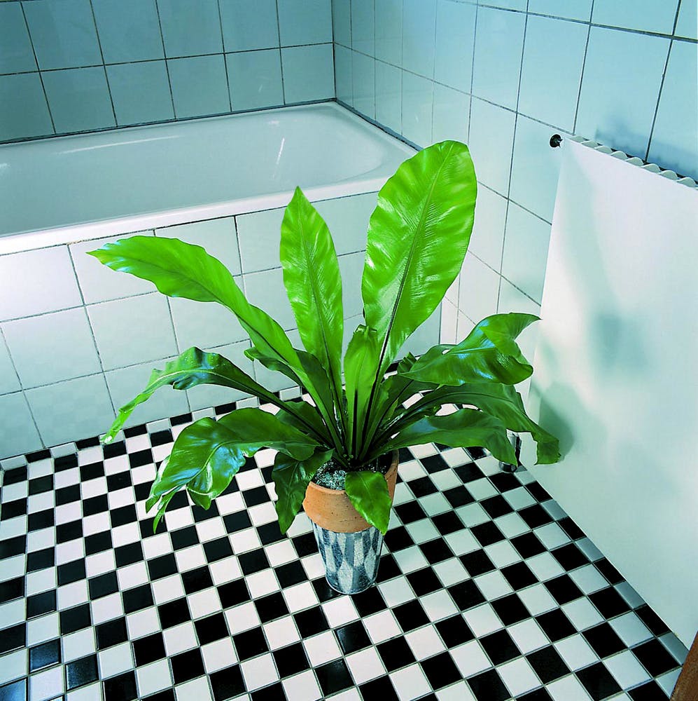 Planter i badeværelset