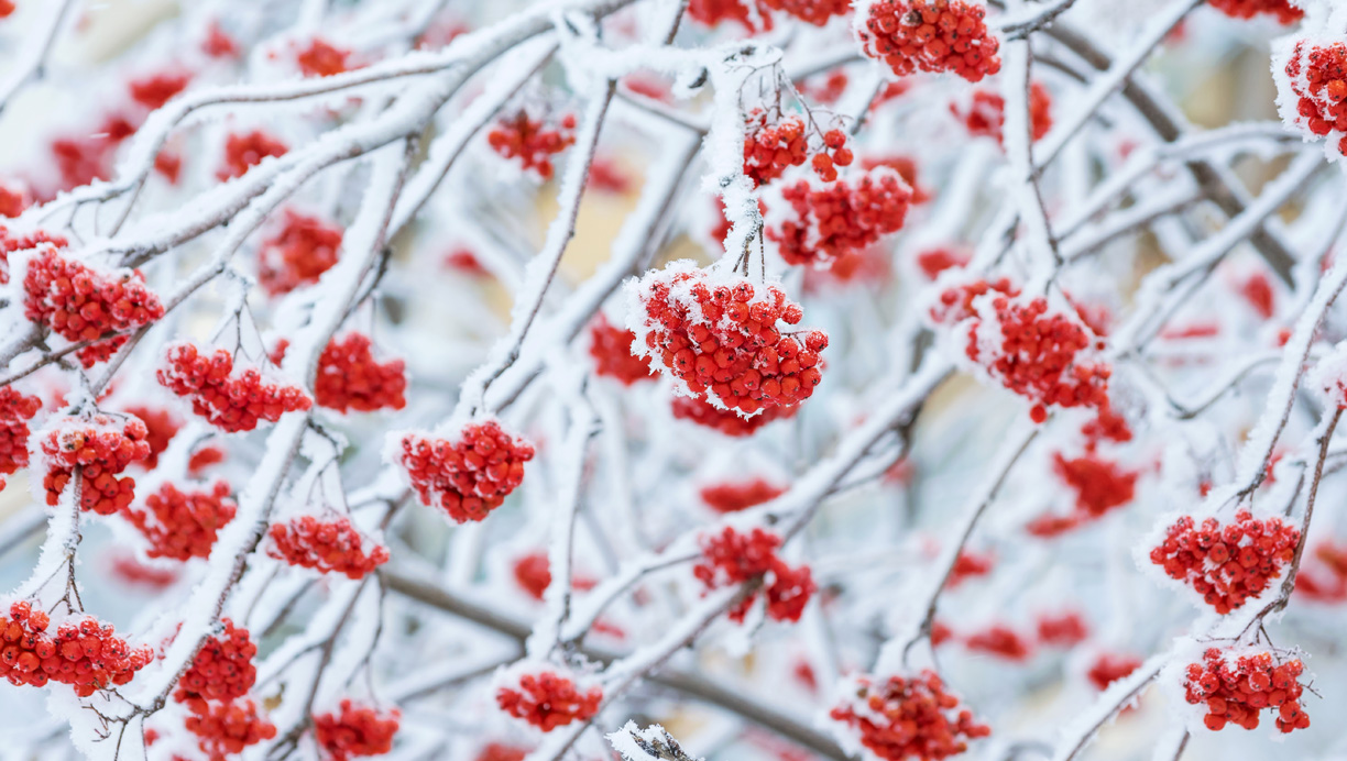 Vintergrønne planter