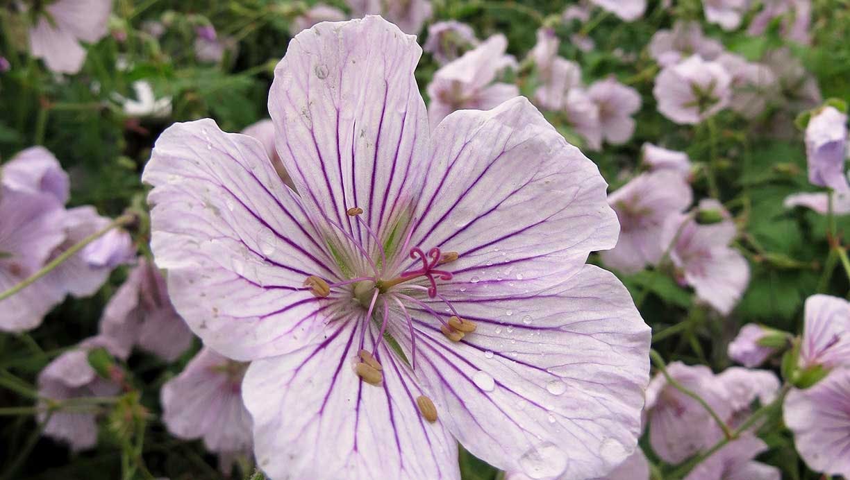 Gør haven smuk med blomstrende pastelfarver