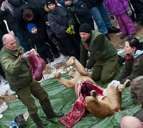 https://imgix.femina.dk/media/article/odense_zoo.jpg