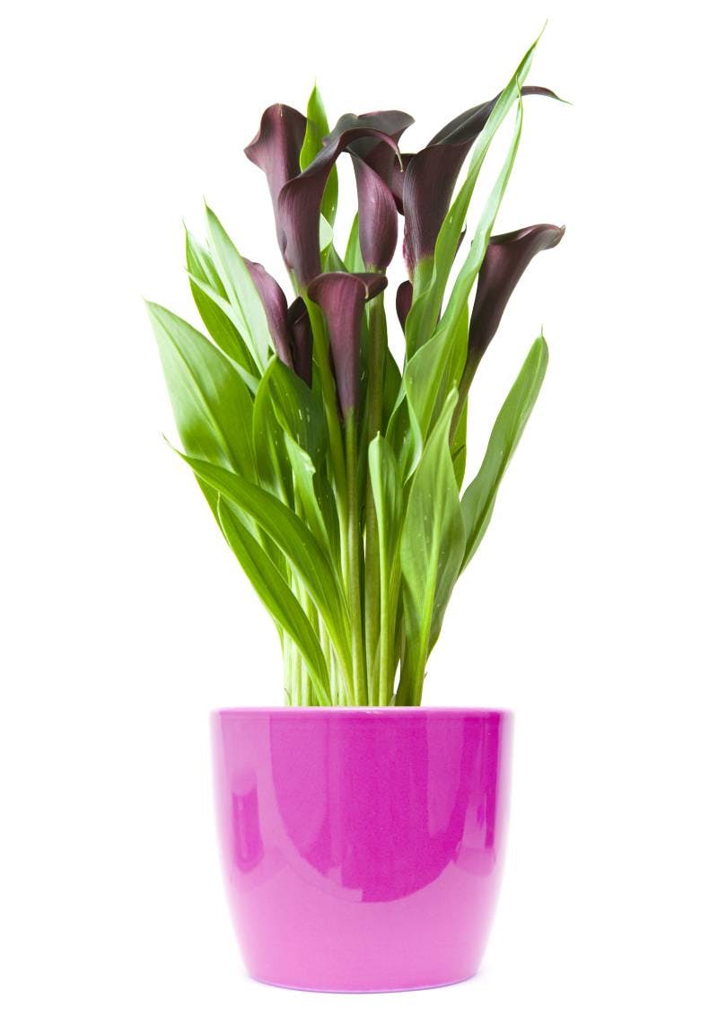 Kalla