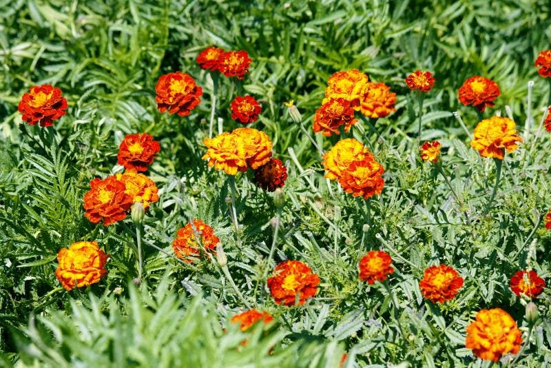 Tagetes