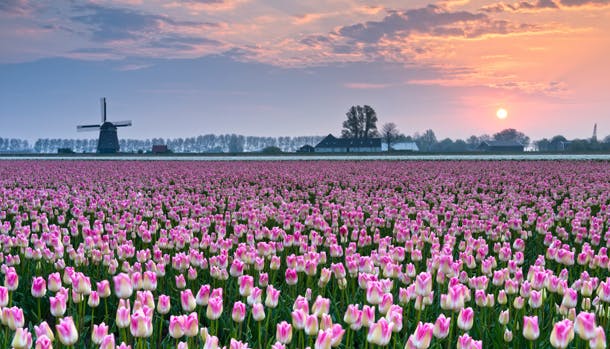 Rejs til Holland i foråret og oplev blomsterne springe ud i fuldt flor.
