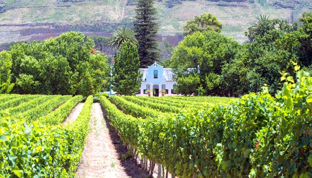 Rejser til Sydafrika er også for vinens skyld - her får du gode tips til vinregioner omkring Cape Town